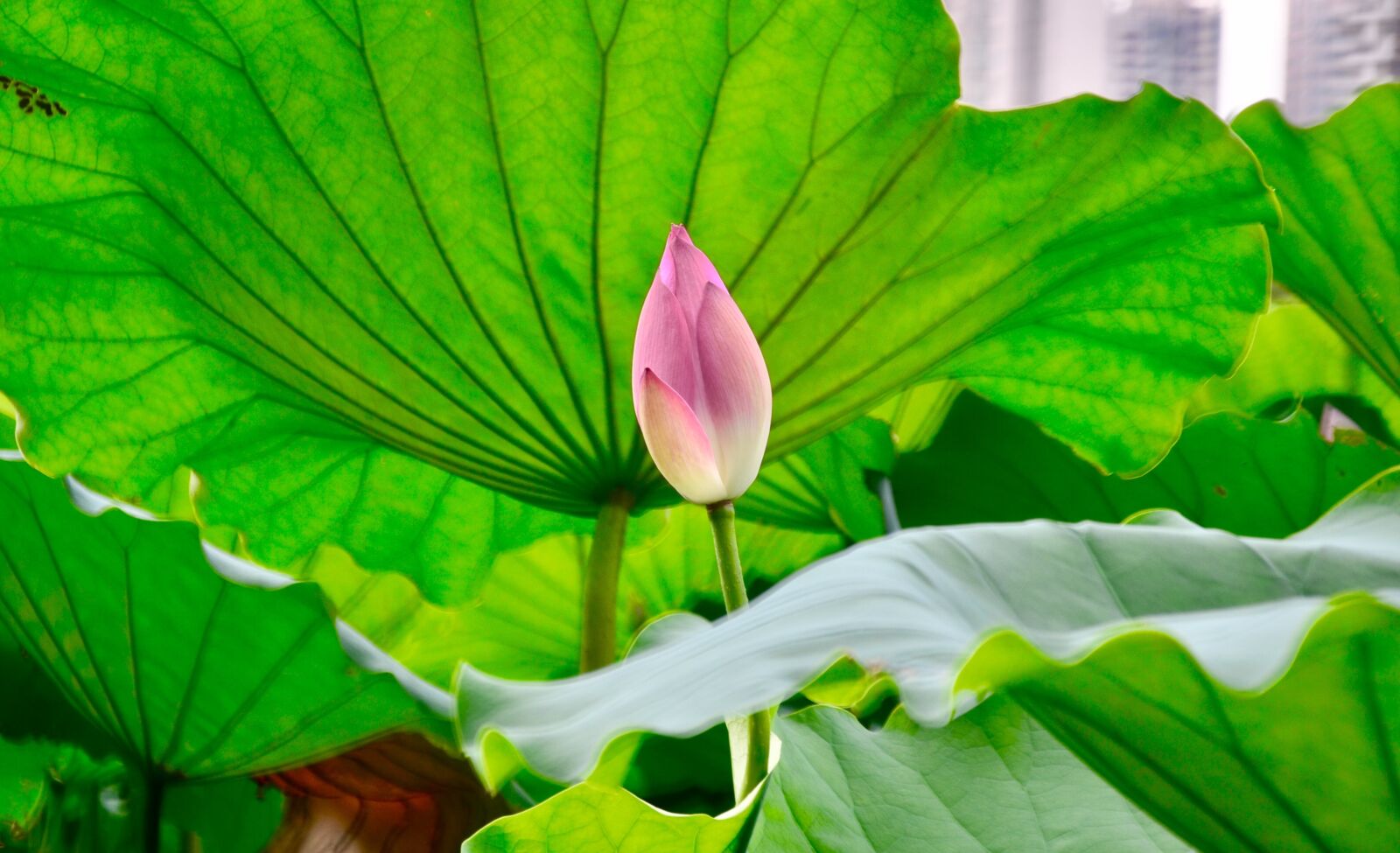 Nikon D7000 sample photo. Lotus, views, still life photography