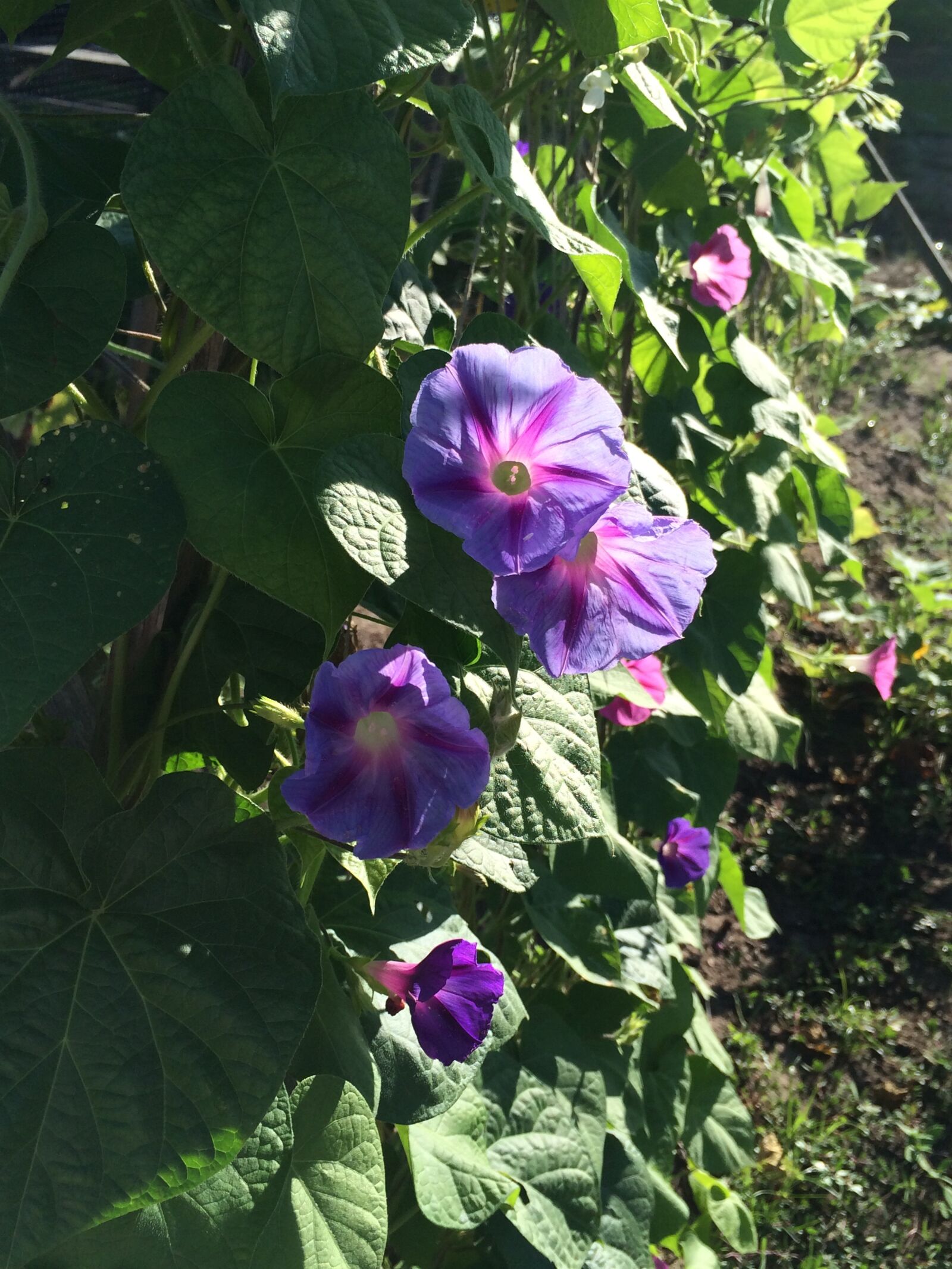 iPhone 5s back camera 4.12mm f/2.2 sample photo. Morning glories, spring, summer photography