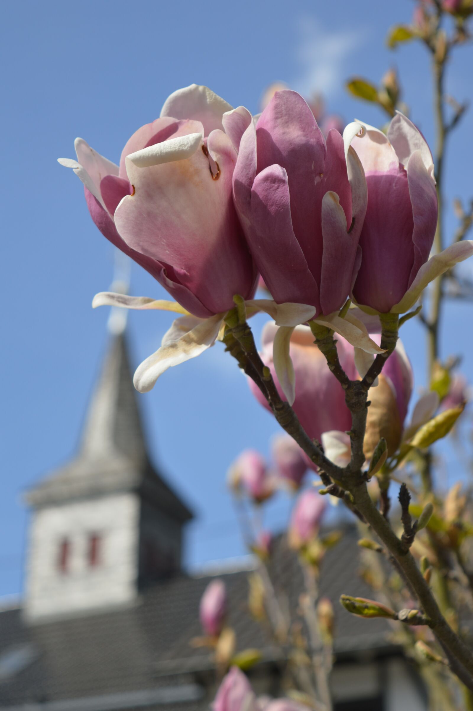 Nikon D3200 sample photo. Spring, spring day, magnolia photography