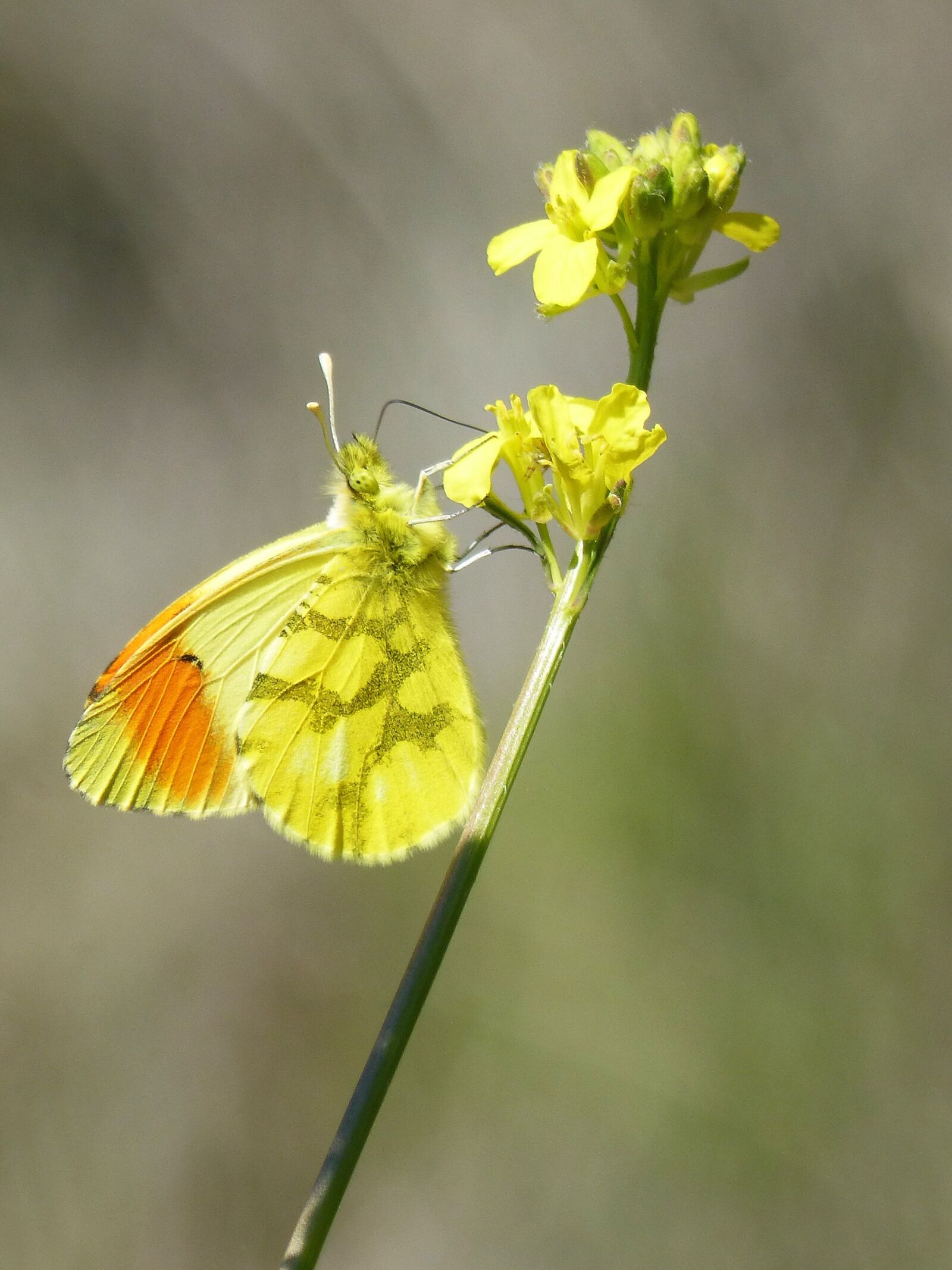 Panasonic DMC-FZ62 sample photo. Yellow butterfly, aurora yellow photography