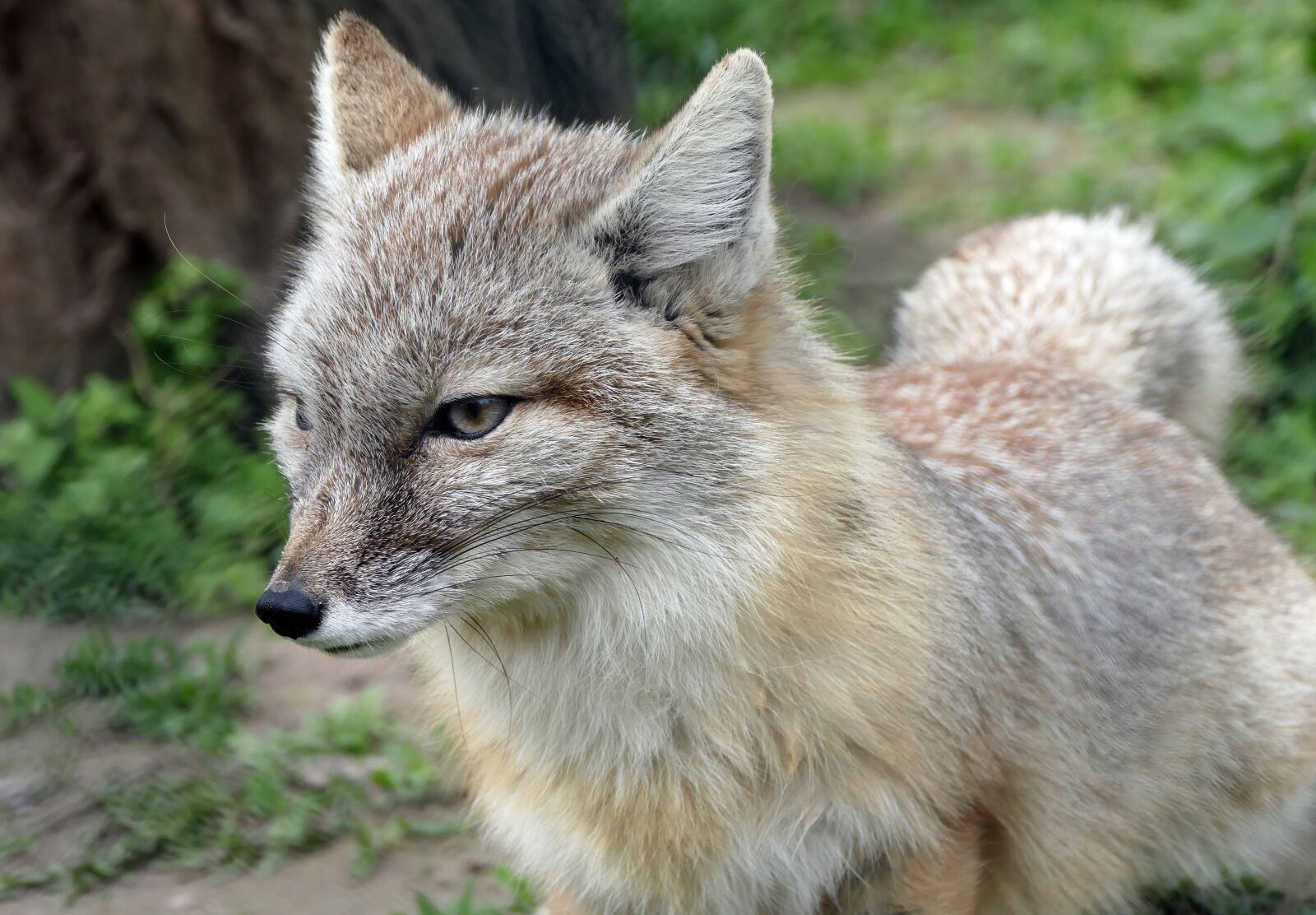 Panasonic Lumix DMC-FZ1000 sample photo. Fuchs, animal, animal world photography