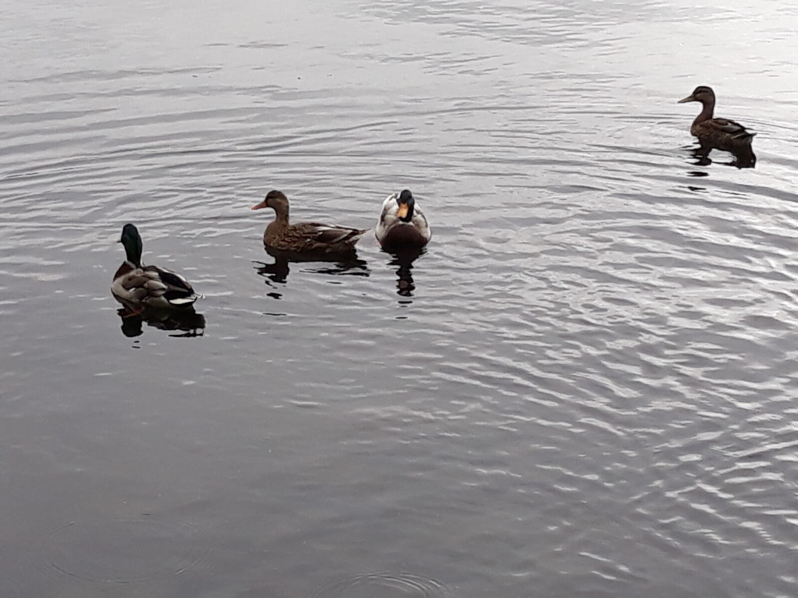 Samsung Galaxy J7 sample photo. Lake, ducks, swim photography