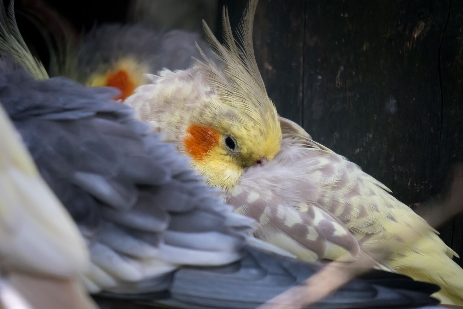 Canon PowerShot G3 X sample photo. Cockatiel, parakeet, bird photography