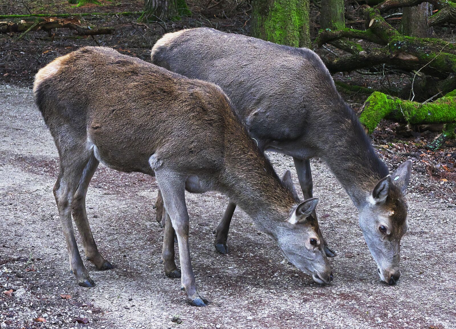 Panasonic Lumix DMC-FZ1000 sample photo. Red deer, doe, deer photography