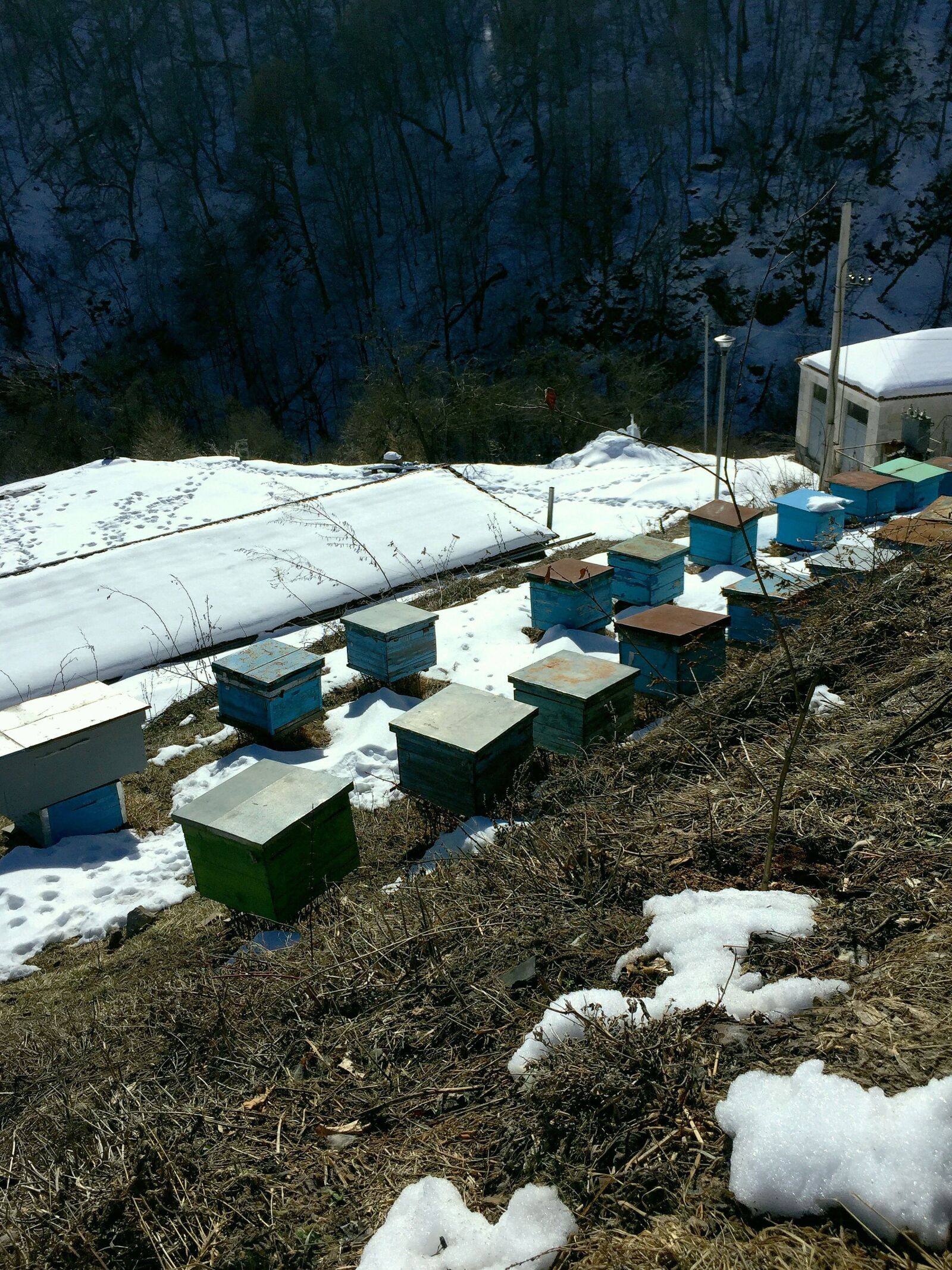 Apple iPhone 6 sample photo. Apiary, apiary in the photography