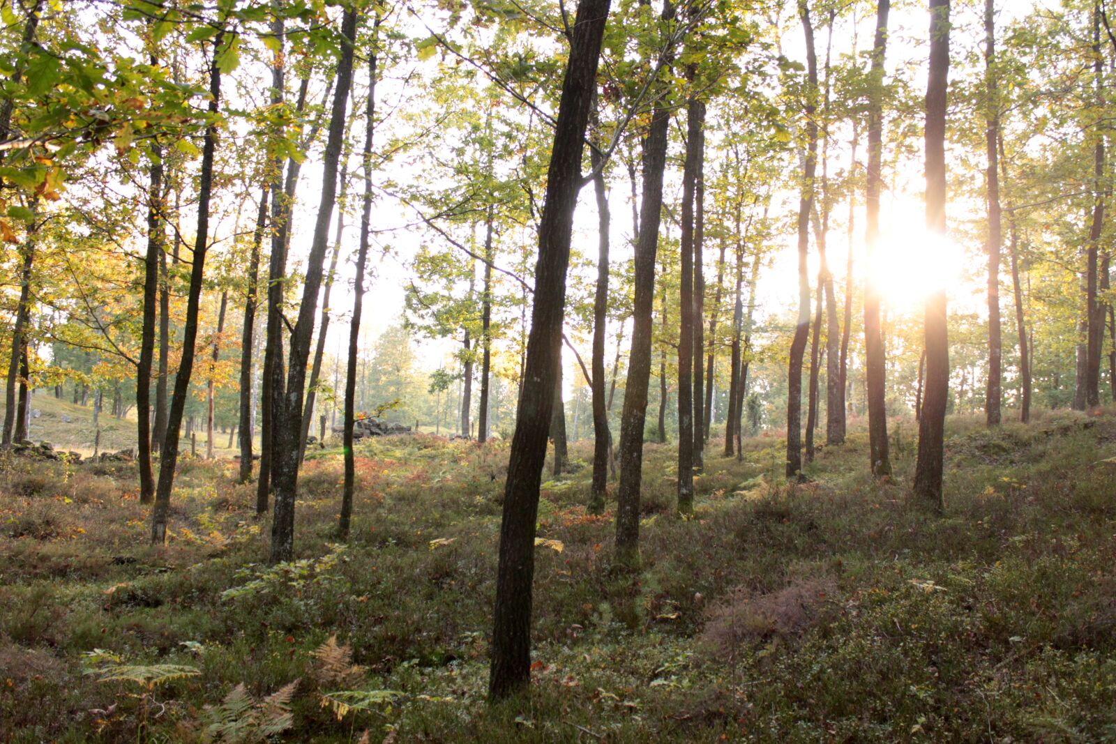 Canon EOS 500D (EOS Rebel T1i / EOS Kiss X3) sample photo. Autumn, forest, tree photography