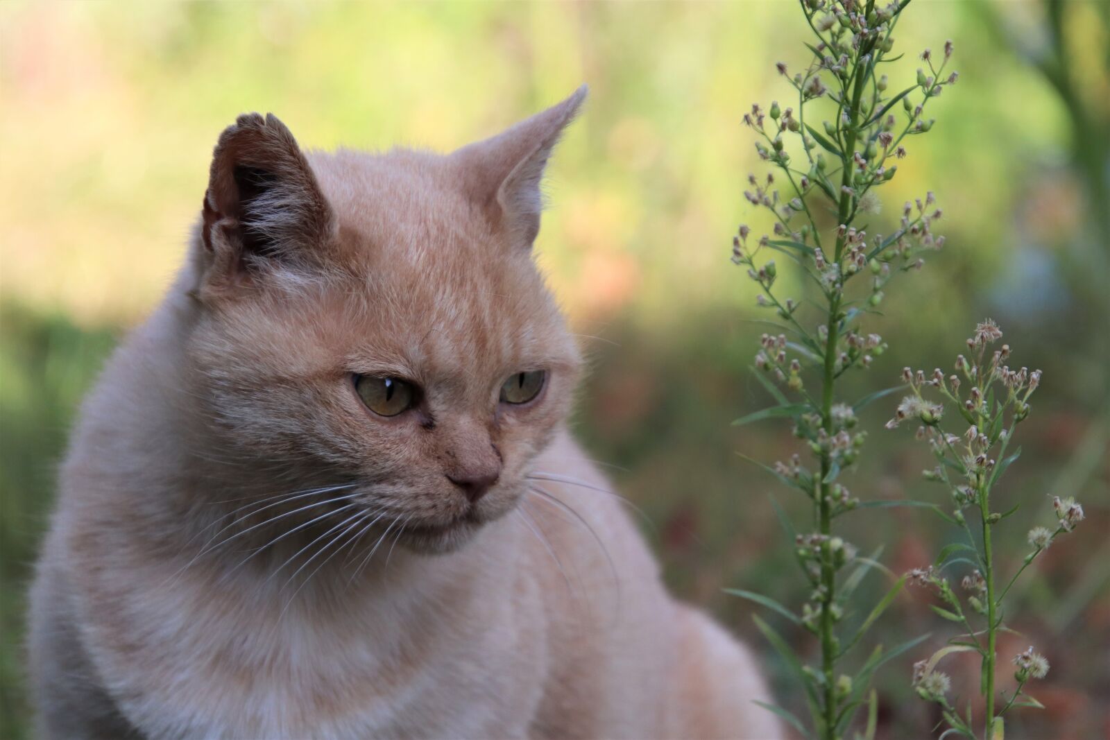 Canon EOS 800D (EOS Rebel T7i / EOS Kiss X9i) sample photo. Cats, felines, pets photography