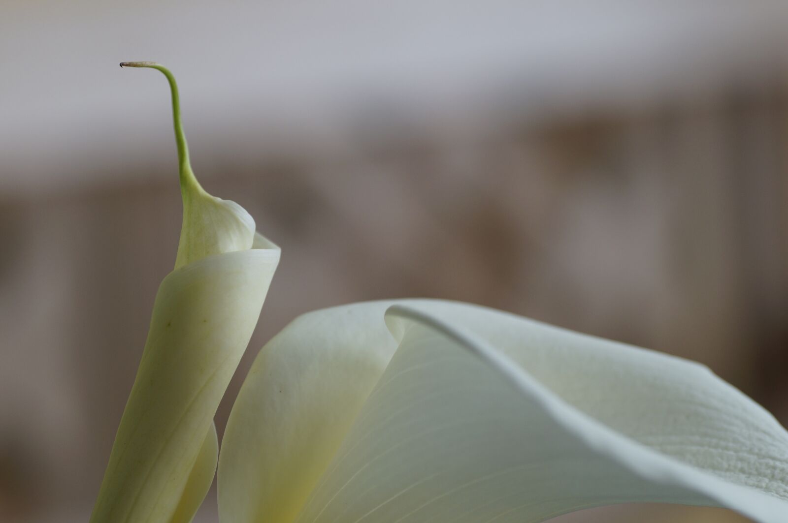 Sony SLT-A57 sample photo. Calla, lily, white photography