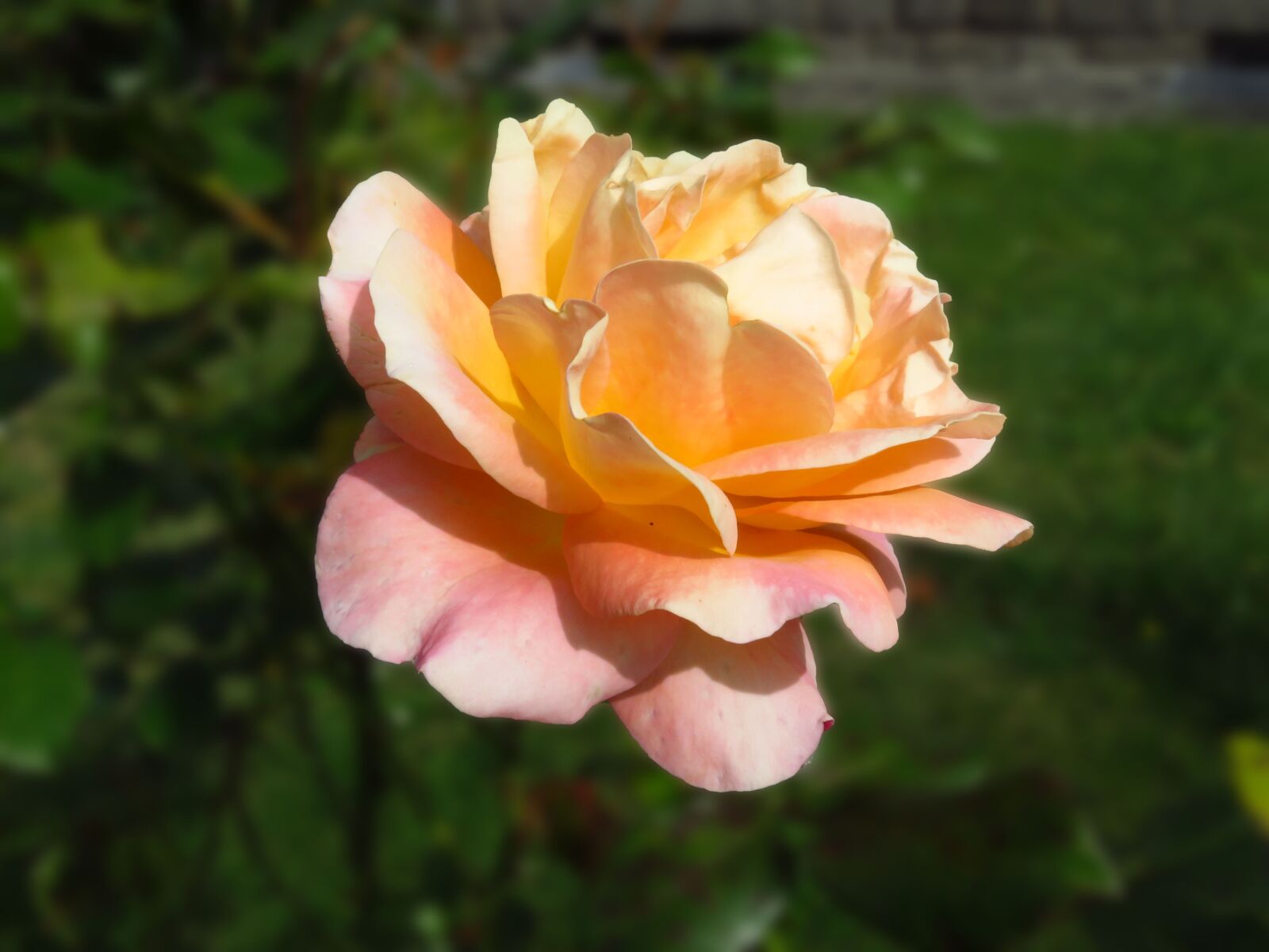 Canon PowerShot SX710 HS sample photo. Rose, garden, flower photography