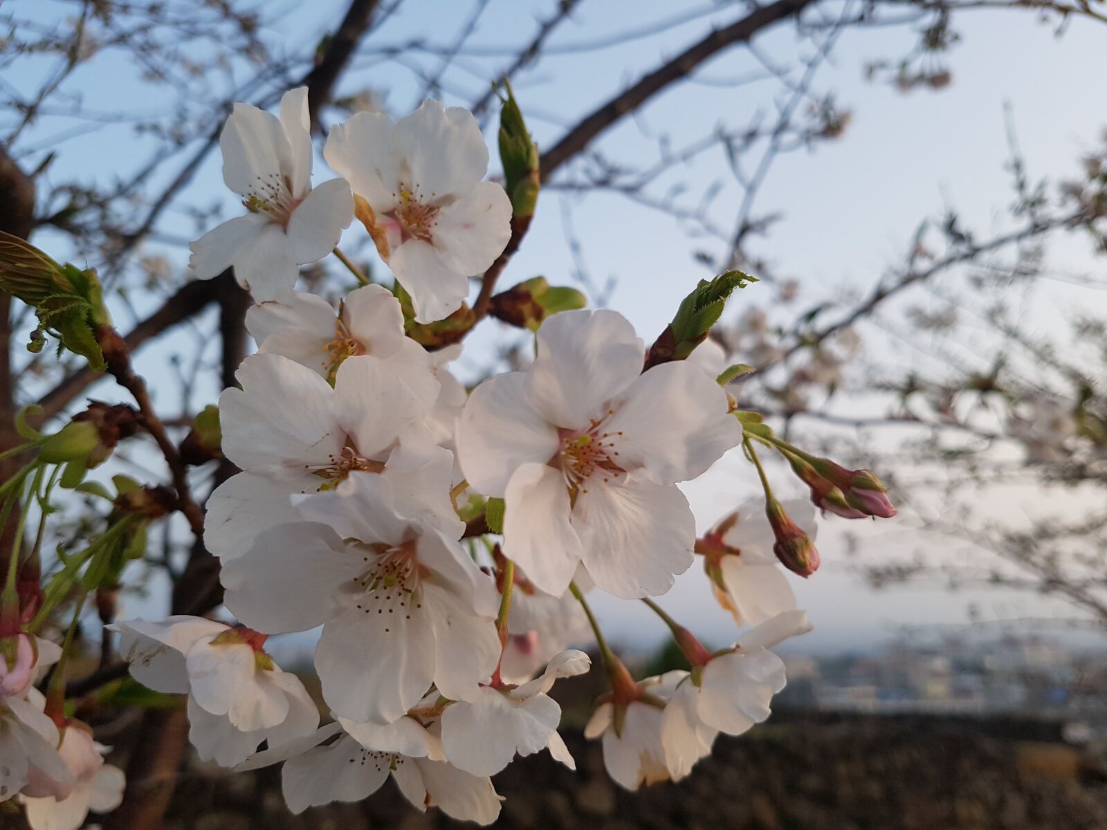 Samsung Galaxy S7 Edge sample photo. Flower, white, flowers photography
