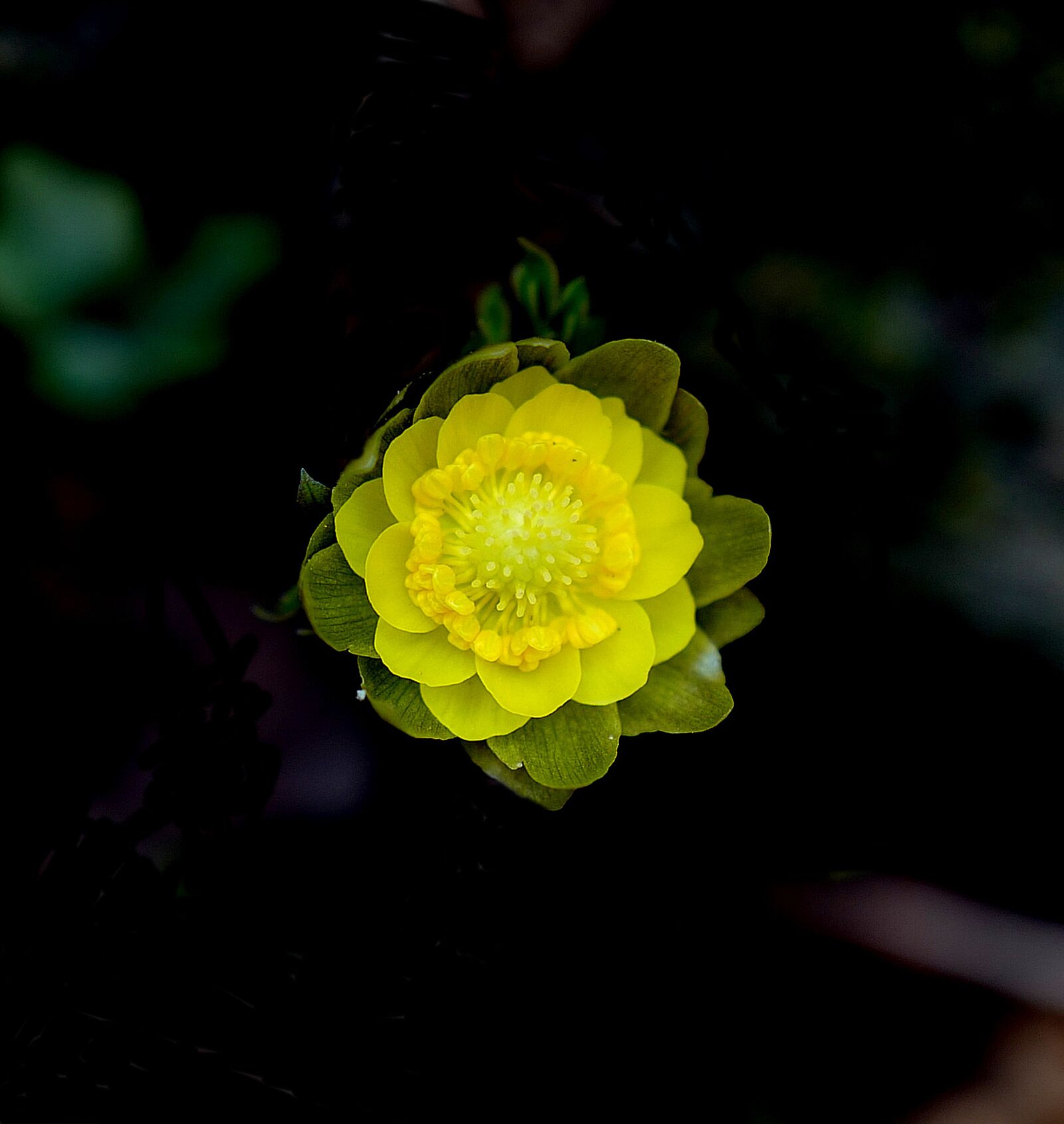 Leica Q (Typ 116) sample photo. Adonis, flower, nature photography