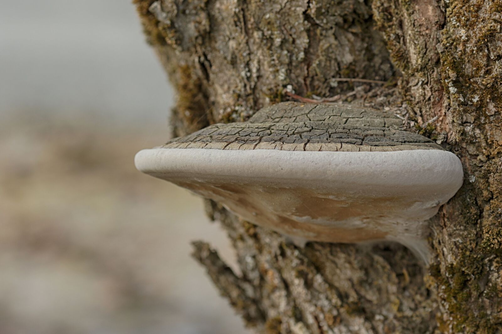 Canon EOS 7D Mark II + Canon EF 135mm F2L USM sample photo. Mushroom, nature, wood photography