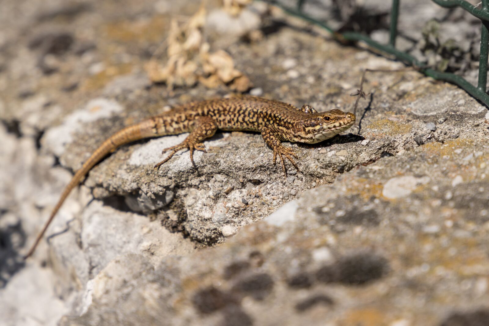Canon EOS 6D Mark II sample photo. Lizard, nature, summer photography