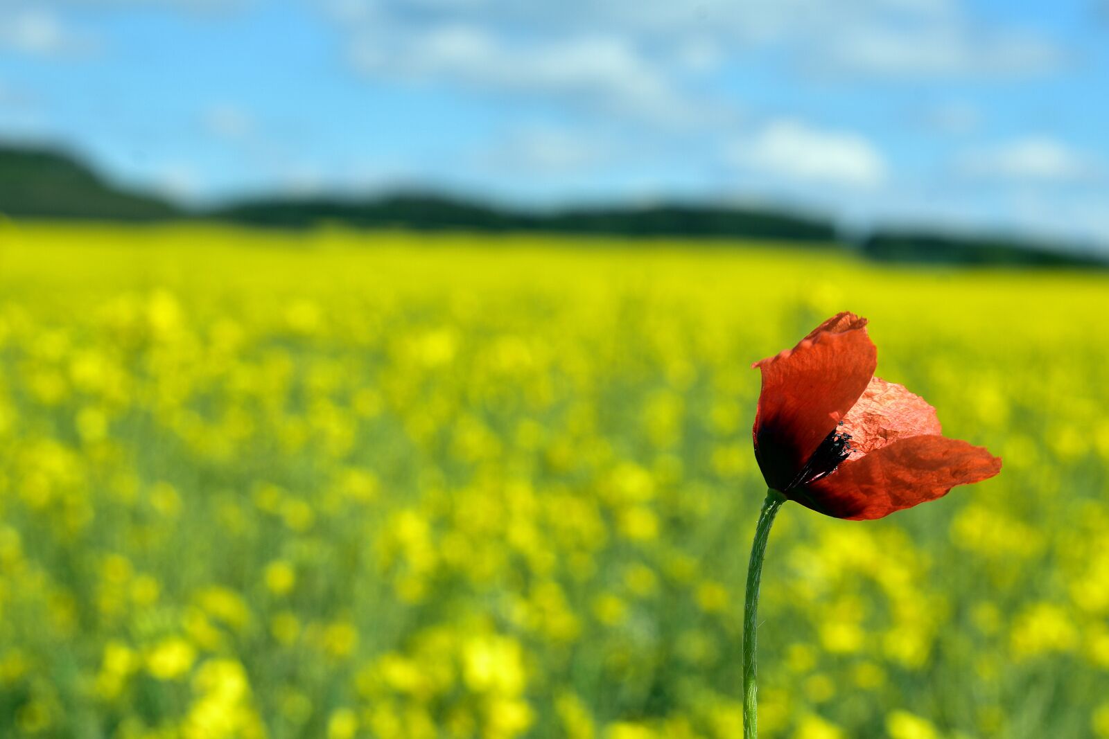 Nikon D3400 sample photo. Poppy, poppies, rapeseed photography