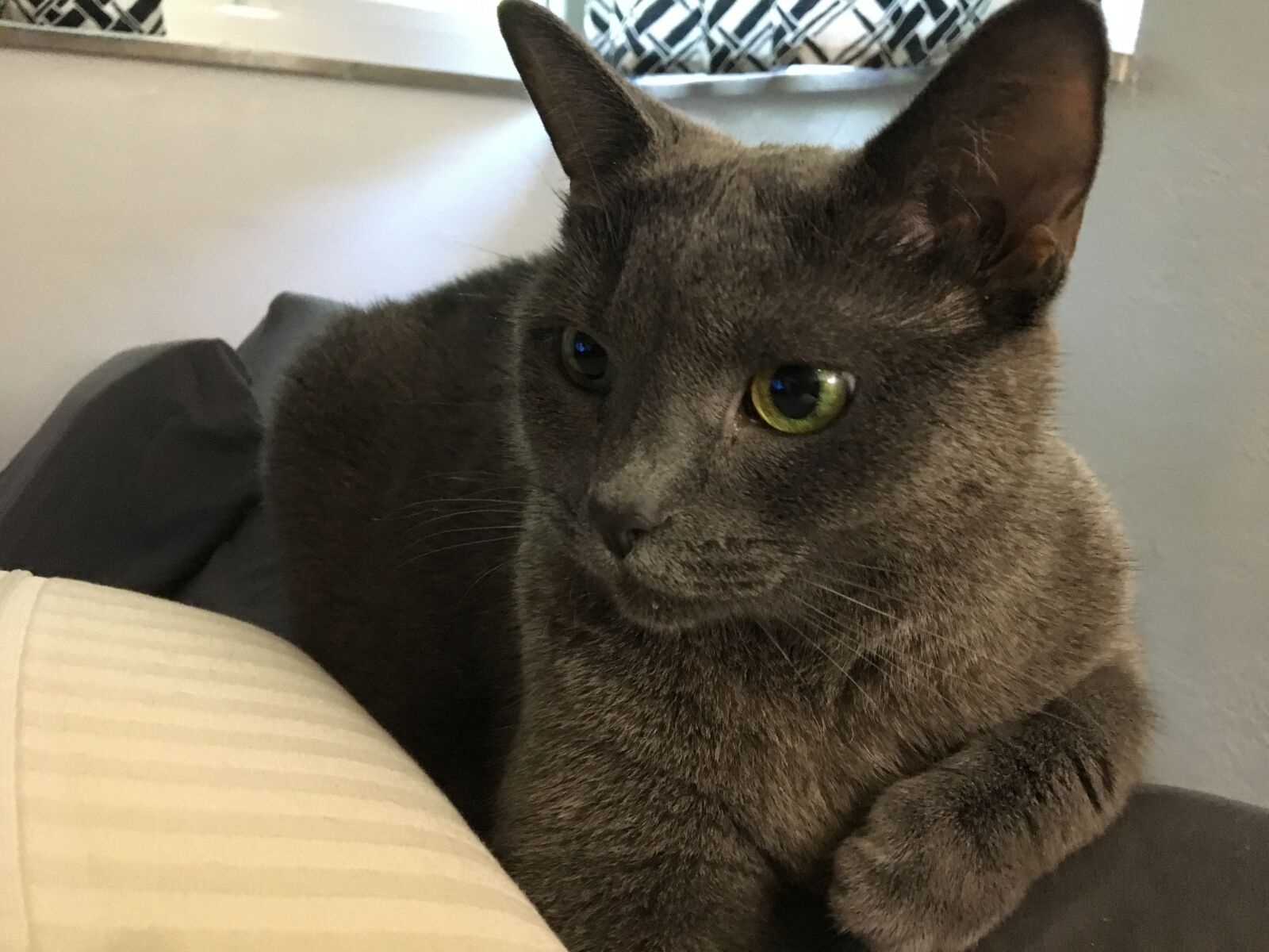 Apple iPhone 6s sample photo. Cat, gray, cozy photography