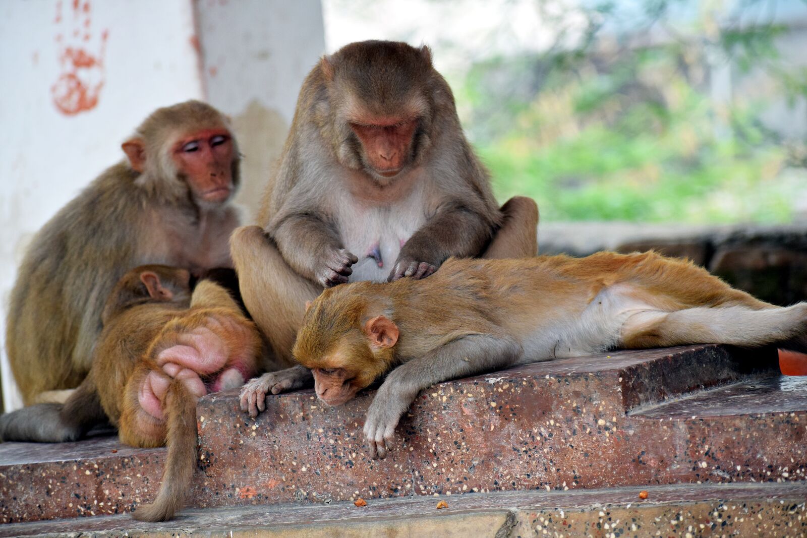 Nikon D3300 sample photo. Monkeys, care, baby photography