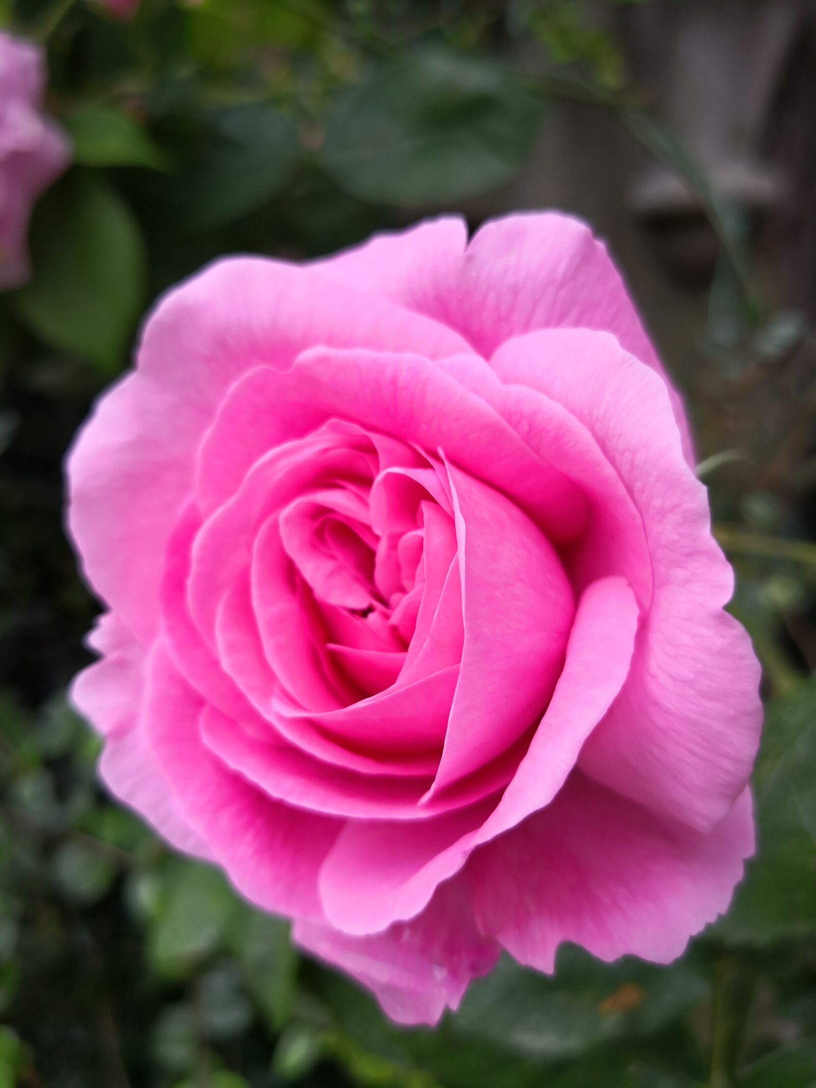 HUAWEI Mate 10 Pro sample photo. Rose, flower, pink photography
