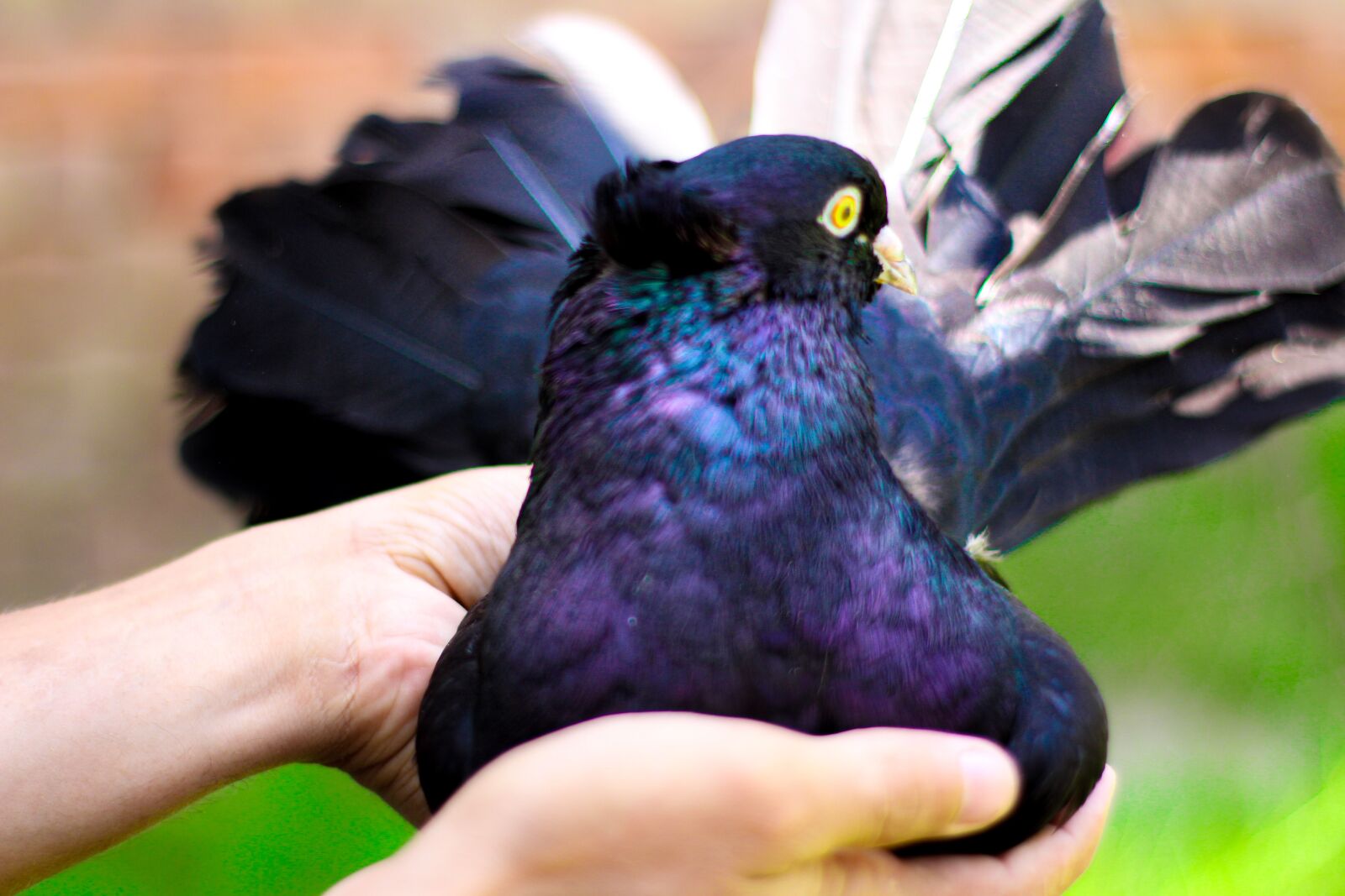 Canon EOS 700D (EOS Rebel T5i / EOS Kiss X7i) sample photo. Animal, bird, pigeons photography