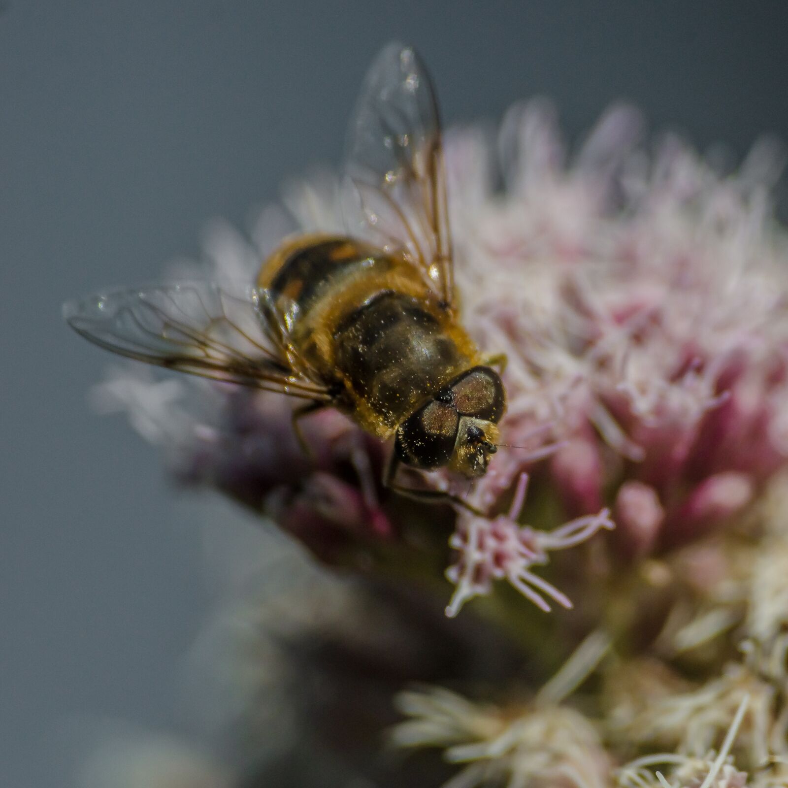 Nikon D7000 sample photo. Macro, close, bee photography