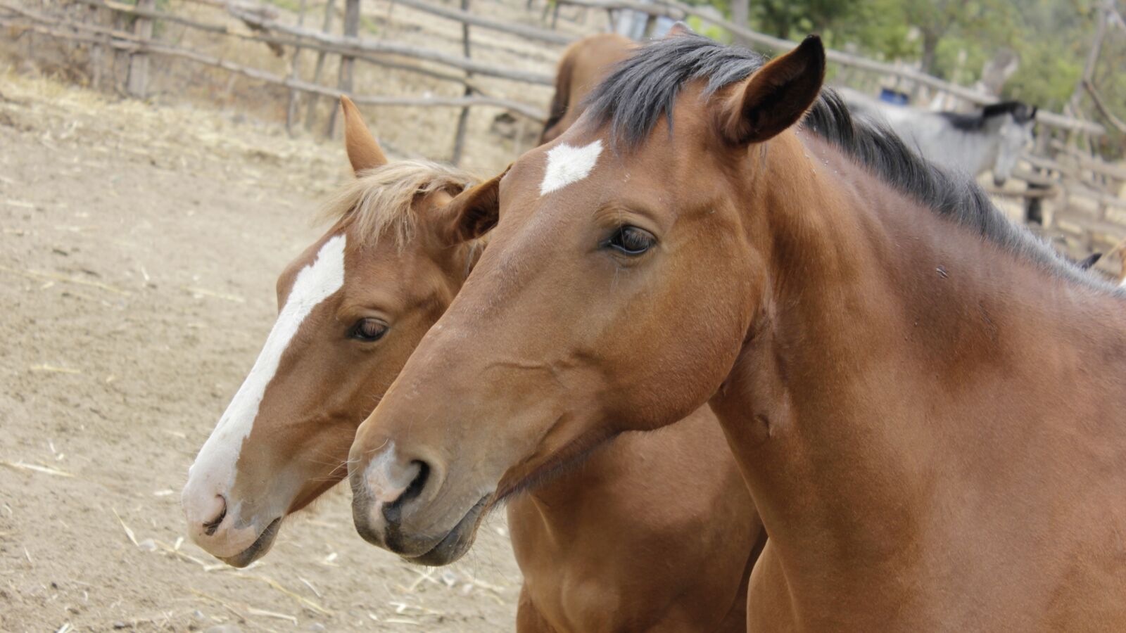 Canon EOS 550D (EOS Rebel T2i / EOS Kiss X4) sample photo. Horse, equine, field photography