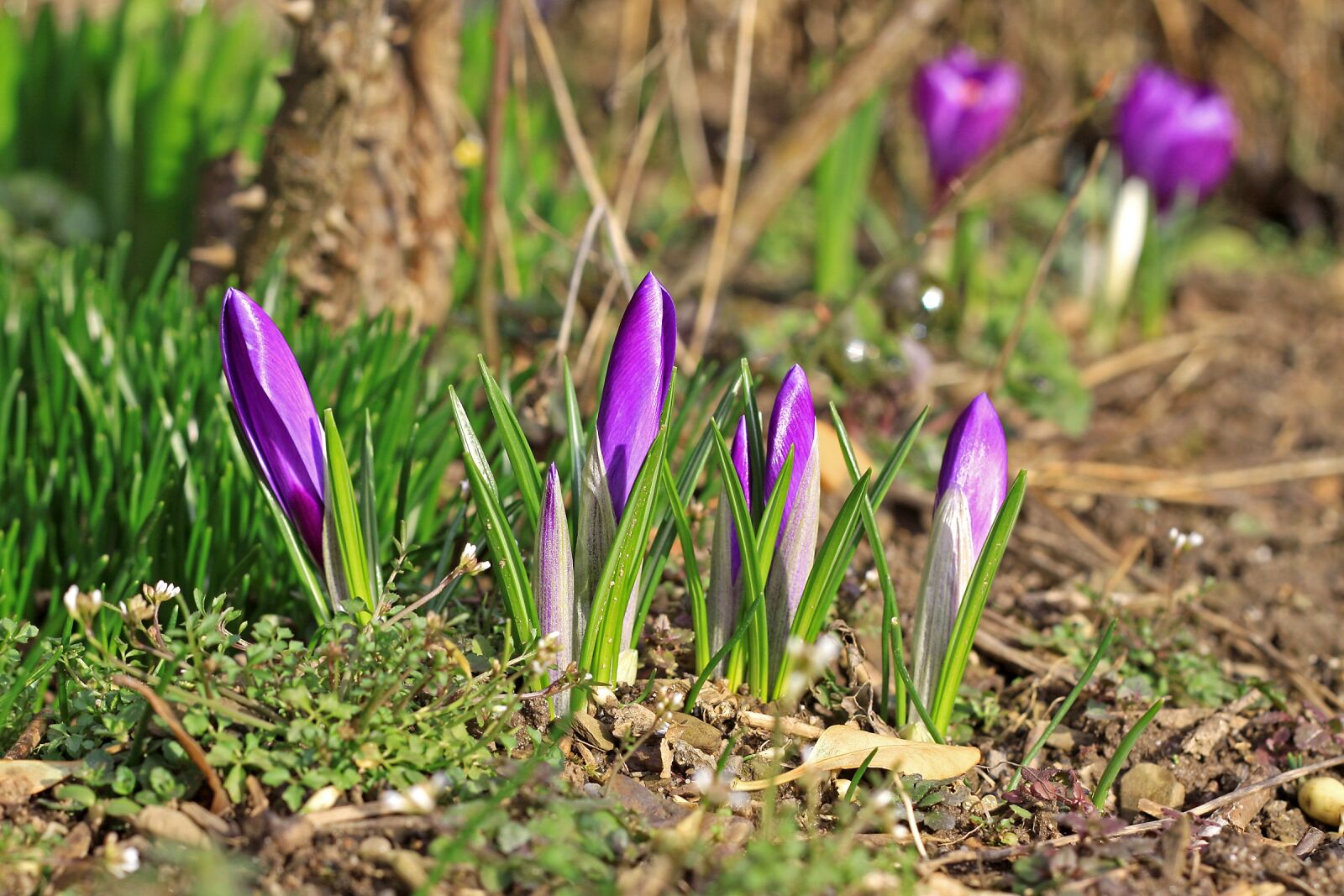 Canon EOS 50D sample photo. Flower, nature, flora photography