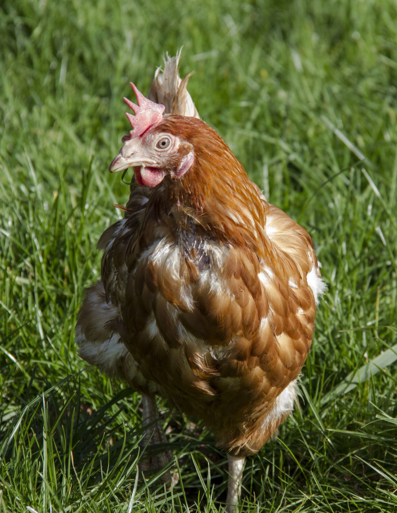 Canon EOS 7D sample photo. Chicken, poultry, bird photography