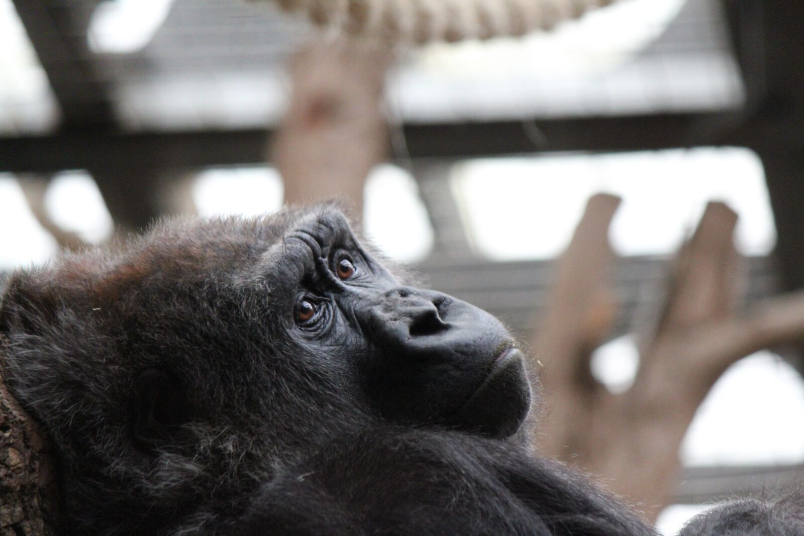 Canon EOS 550D (EOS Rebel T2i / EOS Kiss X4) sample photo. Gorilla, ape, animal photography