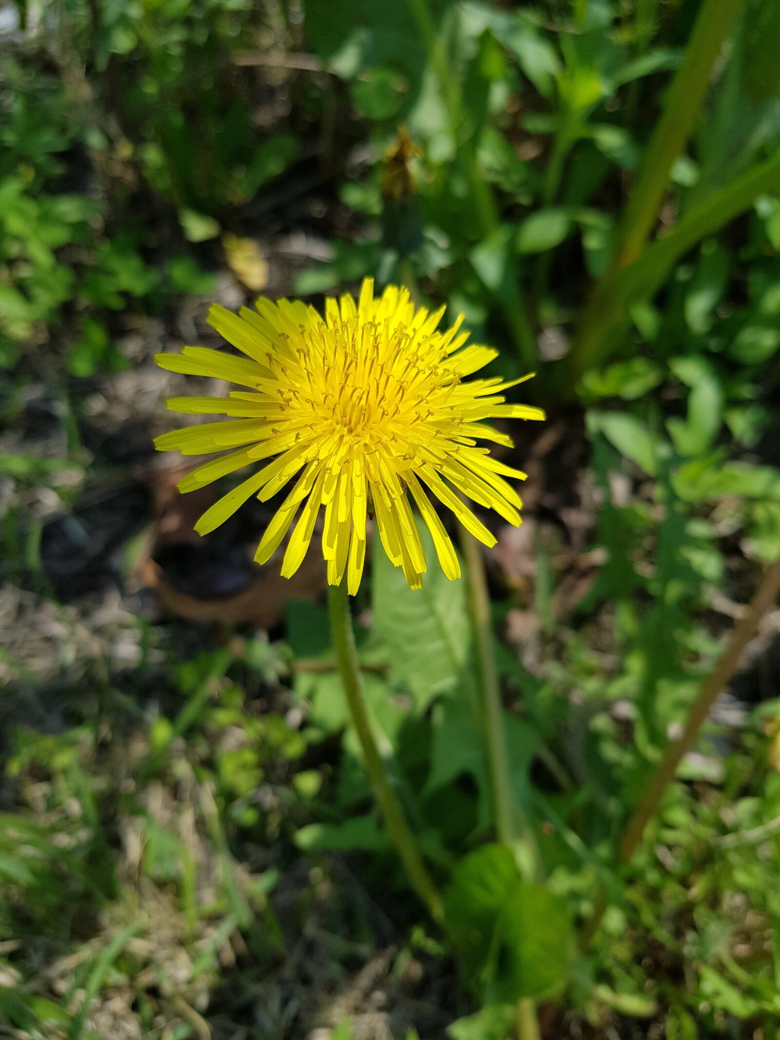 Samsung Galaxy S8 sample photo. Dandelion, yellow, spring photography