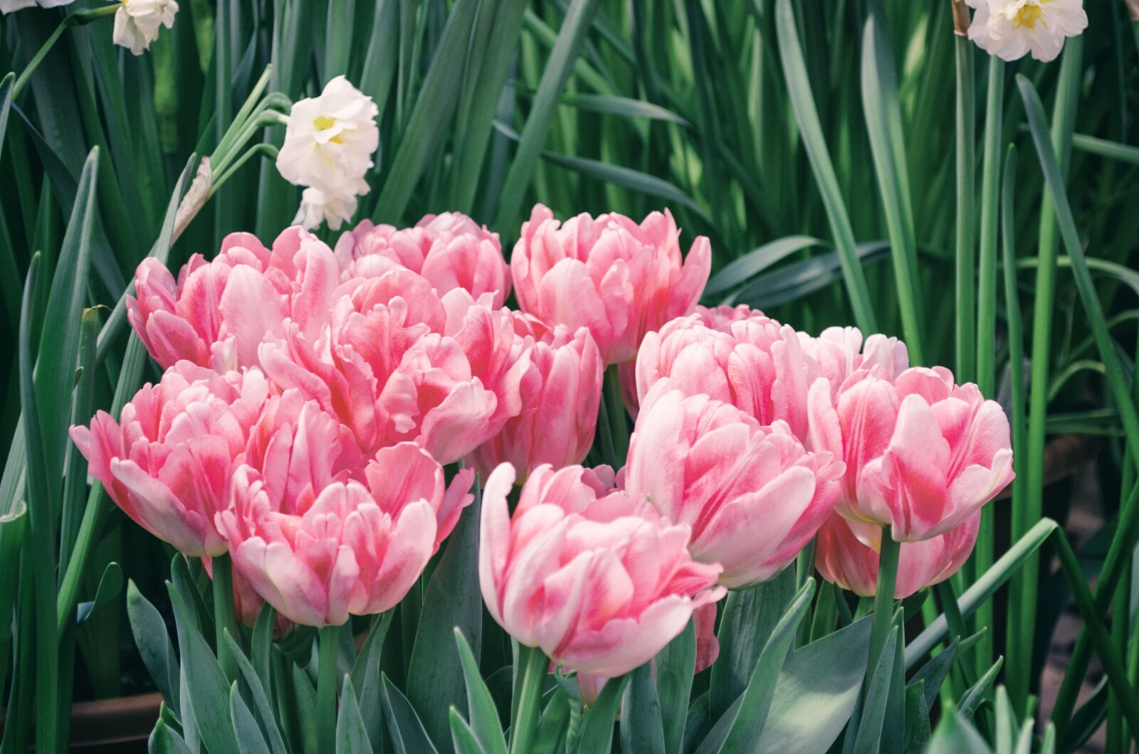 Nikon D5100 sample photo. Tulip, flower, plant photography