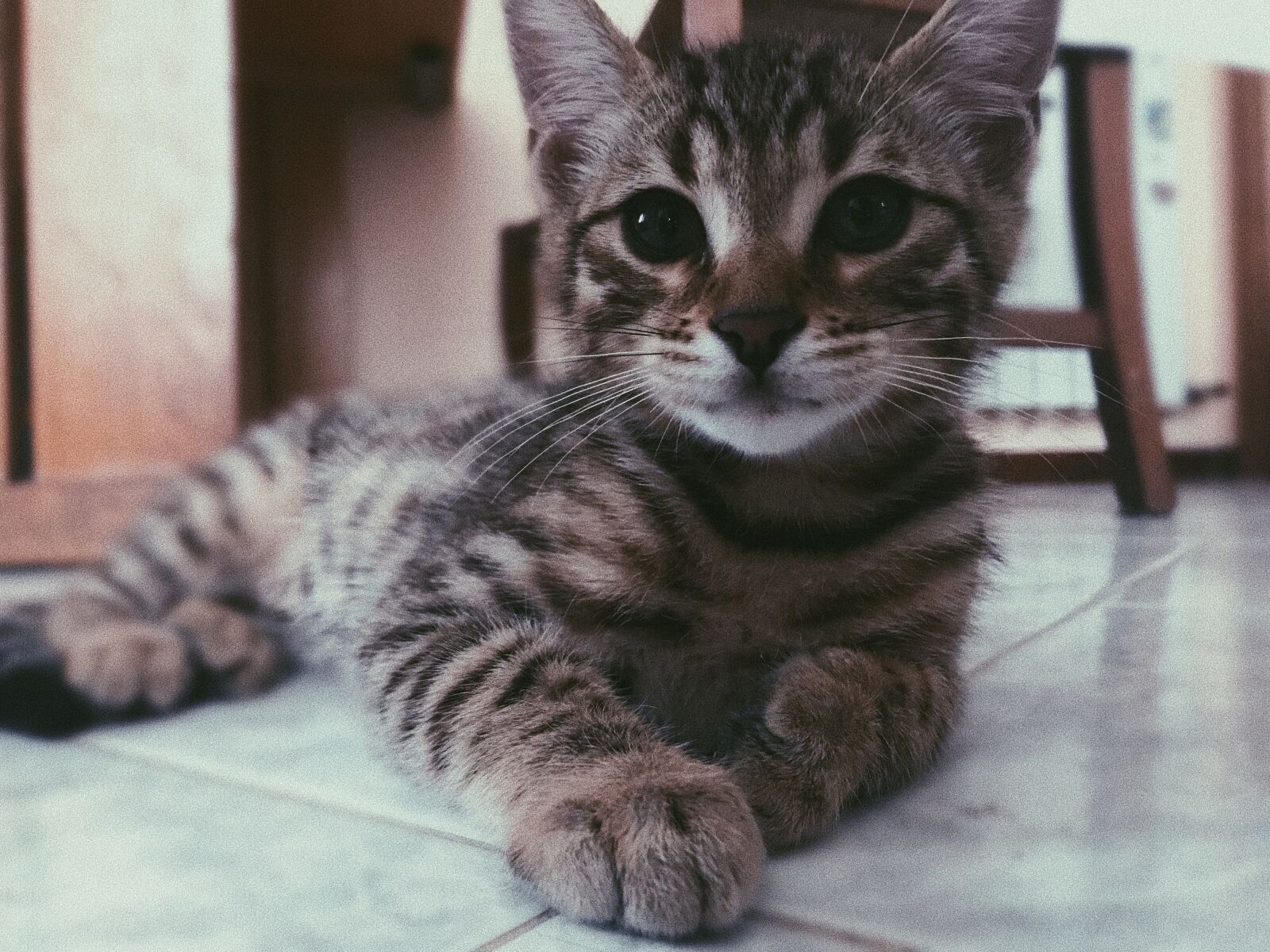 iPhone 7 back camera 3.99mm f/1.8 sample photo. Cat, bengal, tiger photography