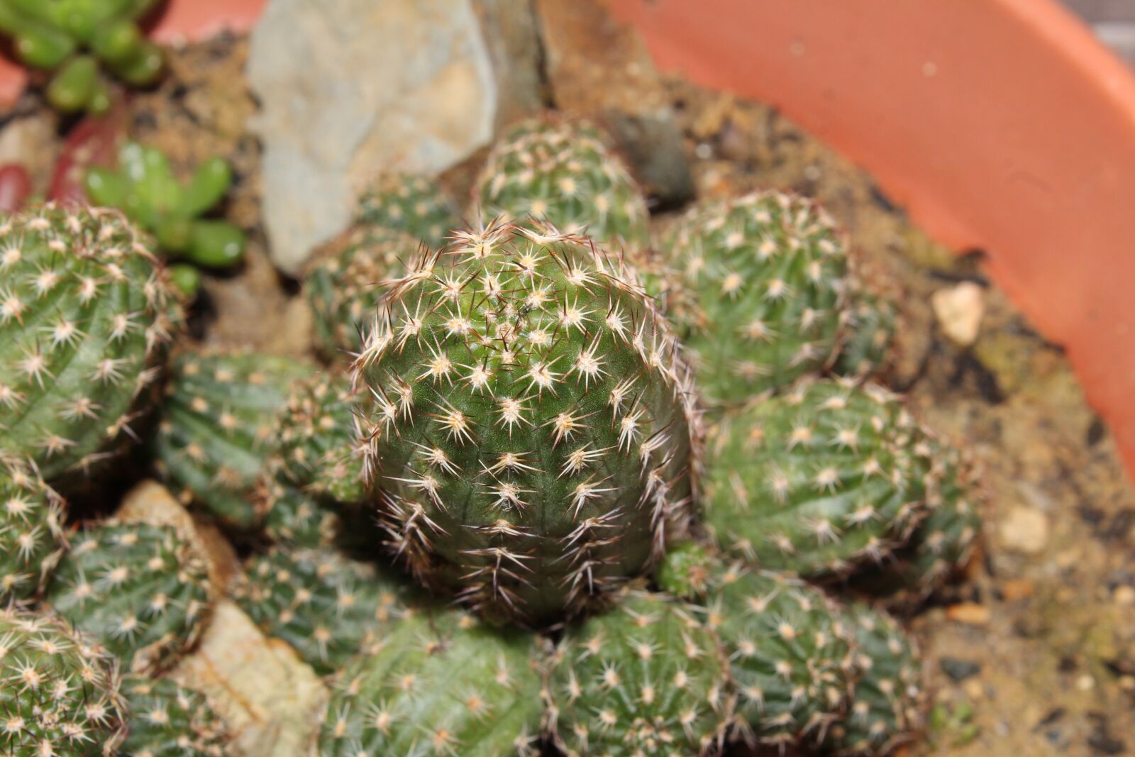 Canon EOS 1200D (EOS Rebel T5 / EOS Kiss X70 / EOS Hi) sample photo. Cactus, crass, succulent photography