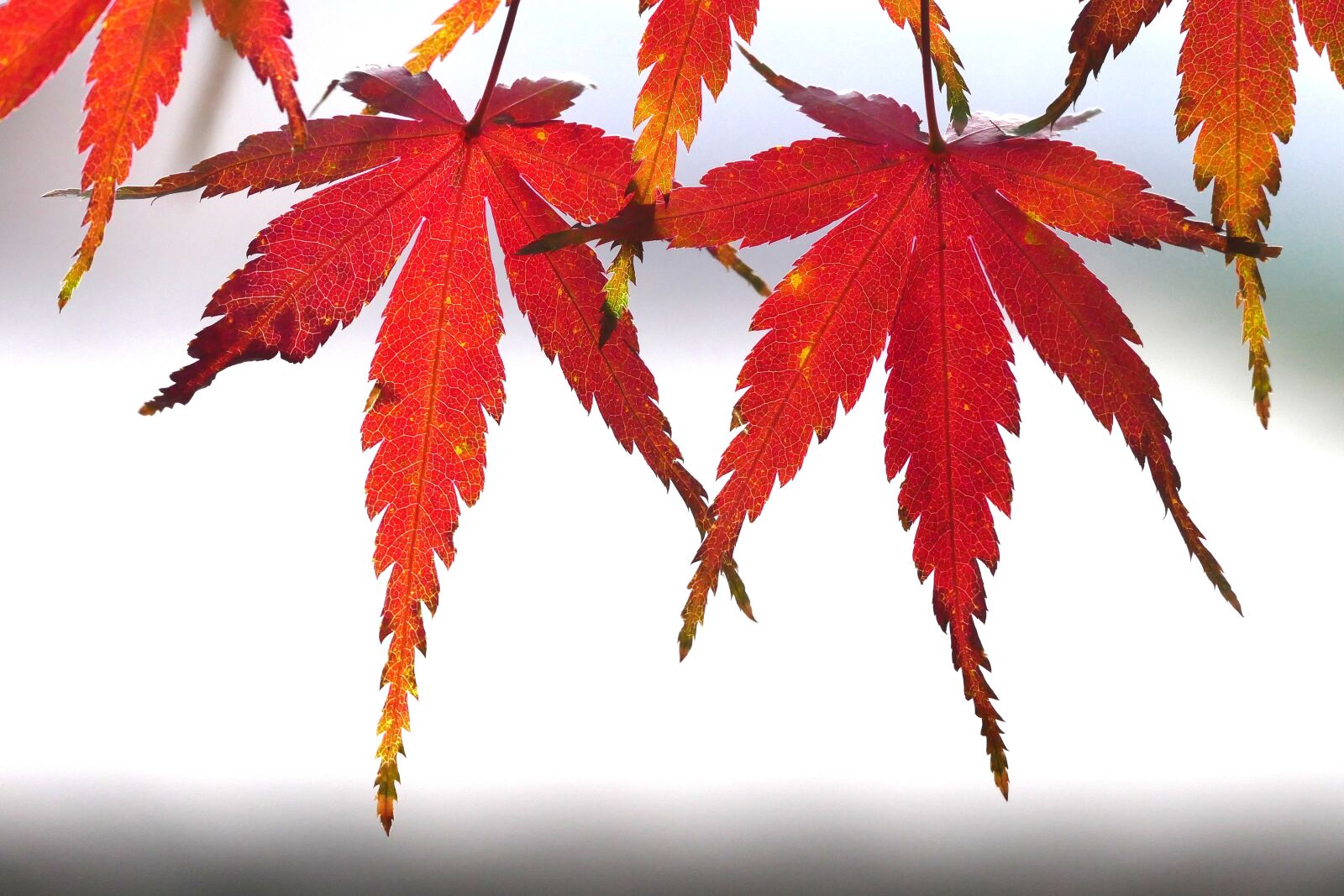 Panasonic Lumix DMC-FZ1000 sample photo. Foliage, autumn color, kyoto photography