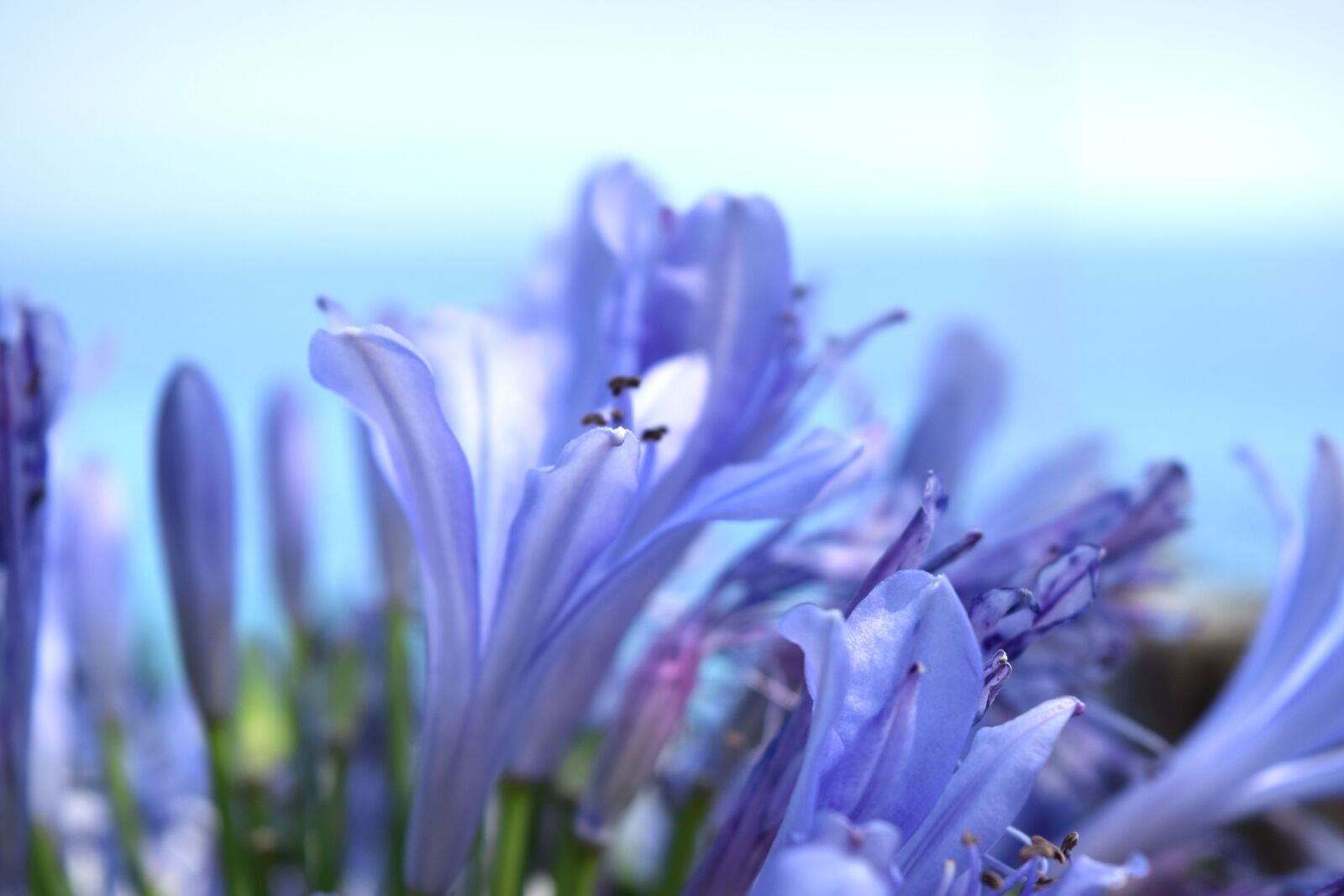 Nikon D3300 sample photo. Flower, purple, purple flowers photography