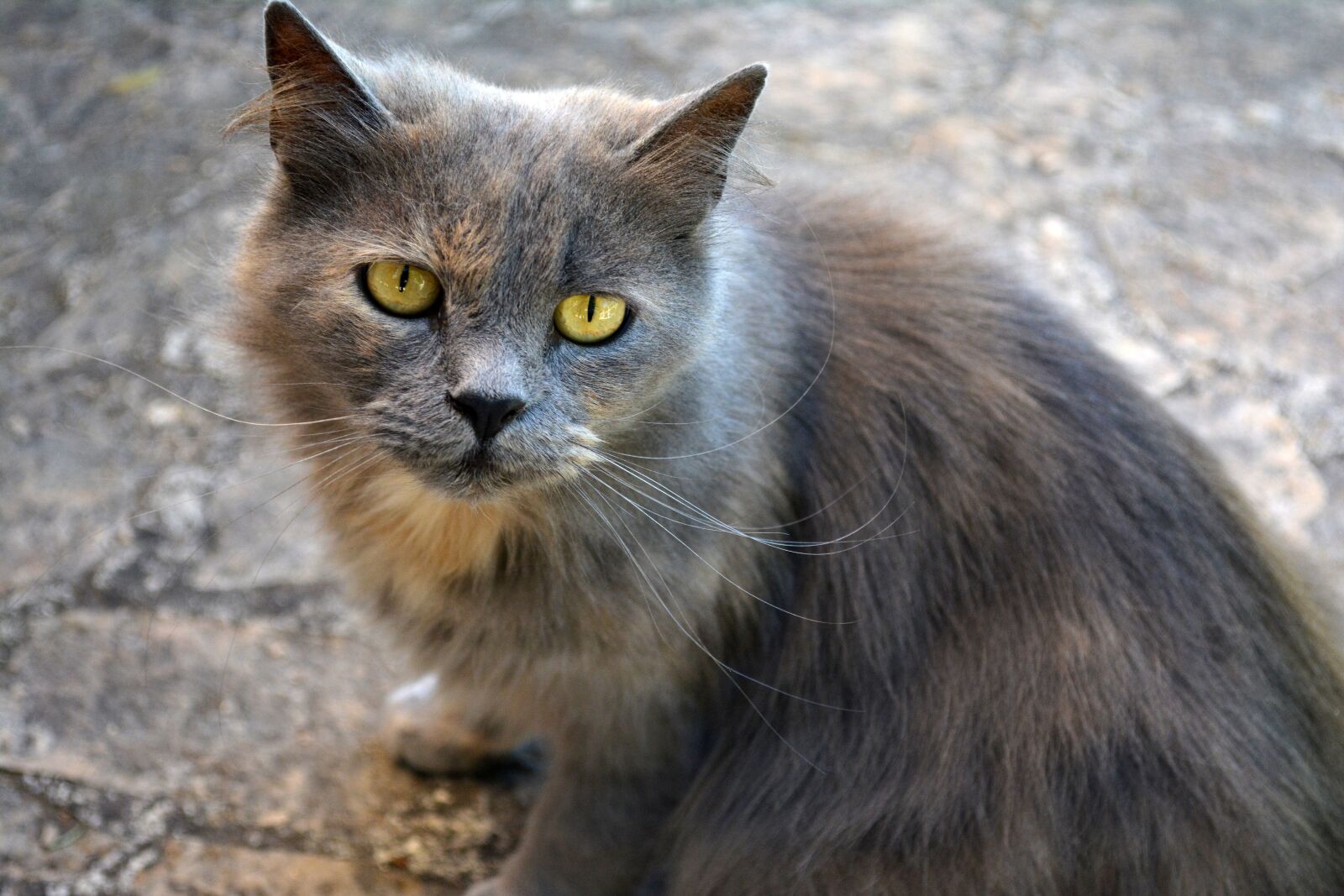 Nikon D5200 sample photo. Cat, pet, kitten photography
