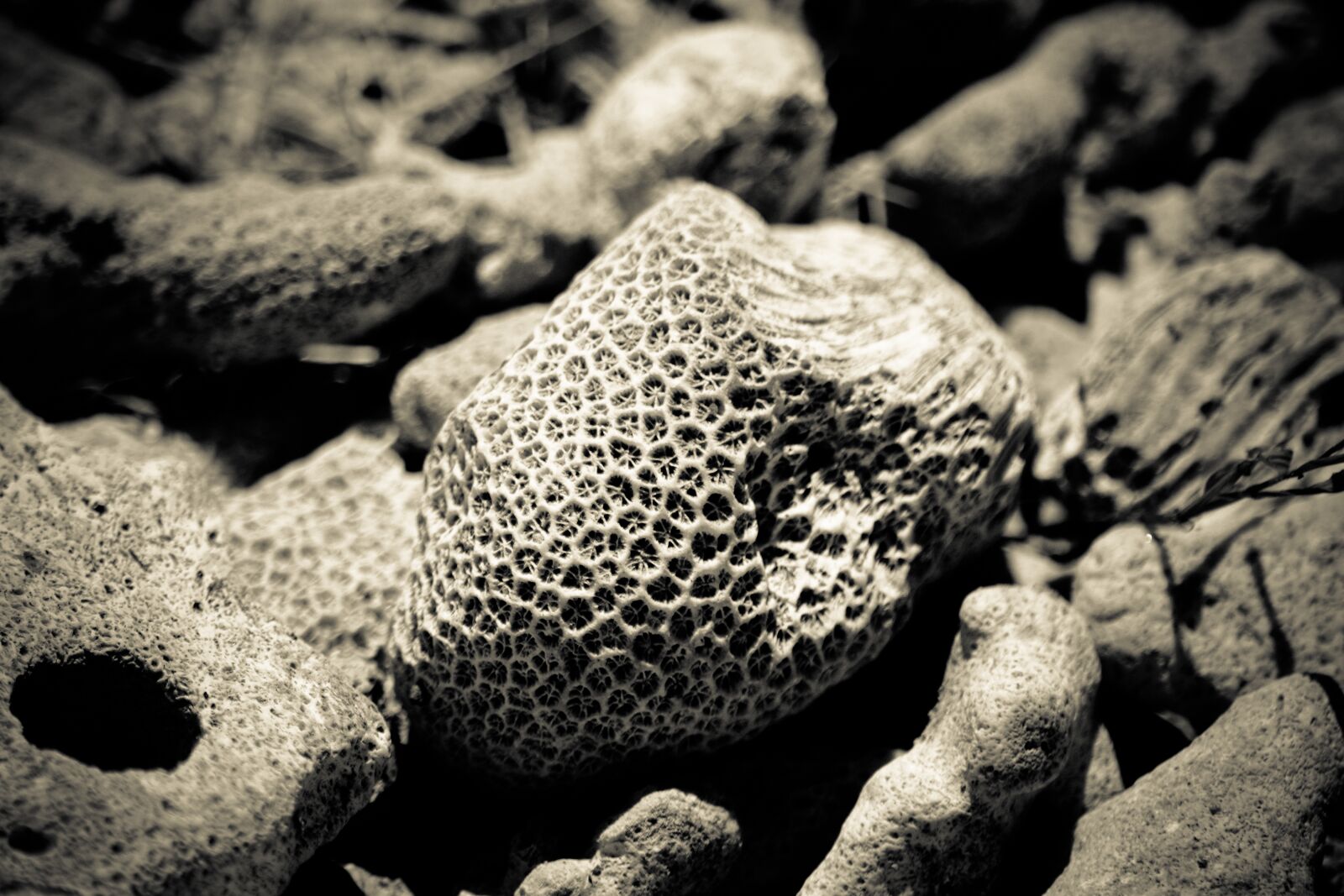 Nikon D5200 sample photo. Sea, coral, underwater photography