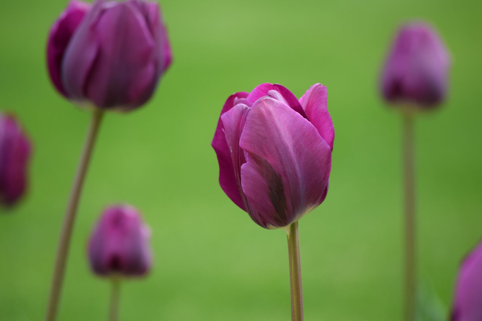 Nikon D3300 sample photo. Flower, tulip, purple photography