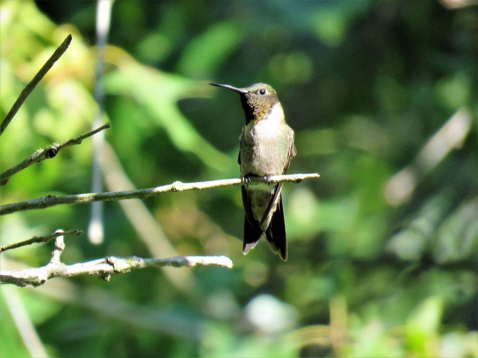 Canon PowerShot SX60 HS sample photo. Bird, hummingbird, wildlife photography