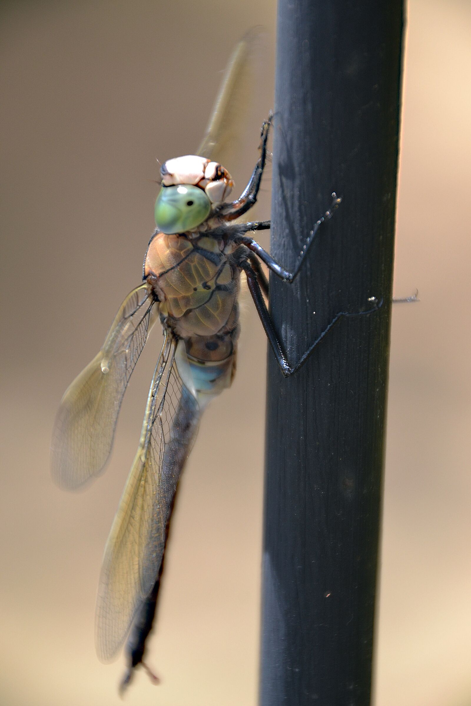 Nikon D3100 sample photo. Dragonfly, nature, insect photography