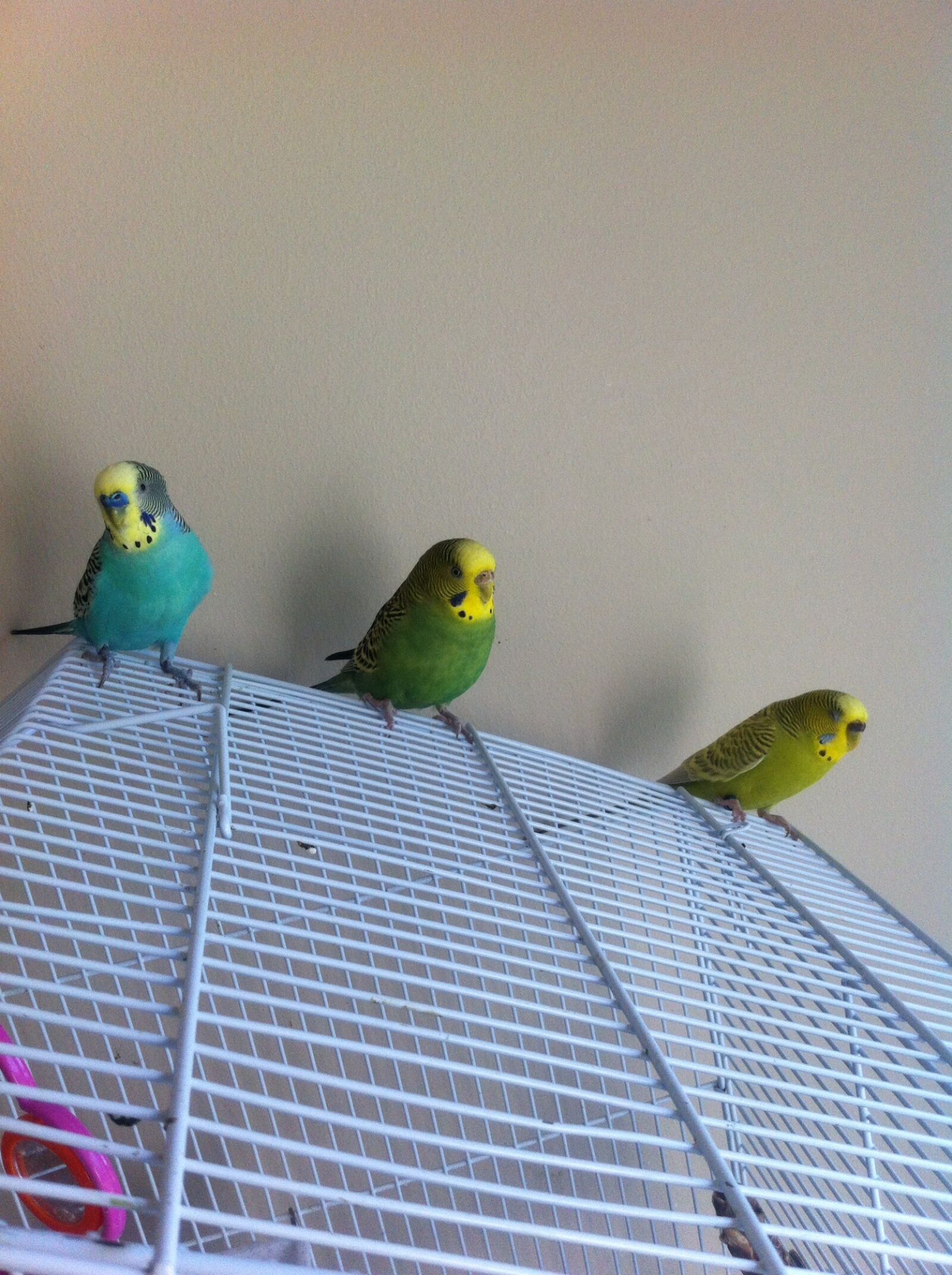 Apple iPhone 4 sample photo. Parakeets, cute, male photography