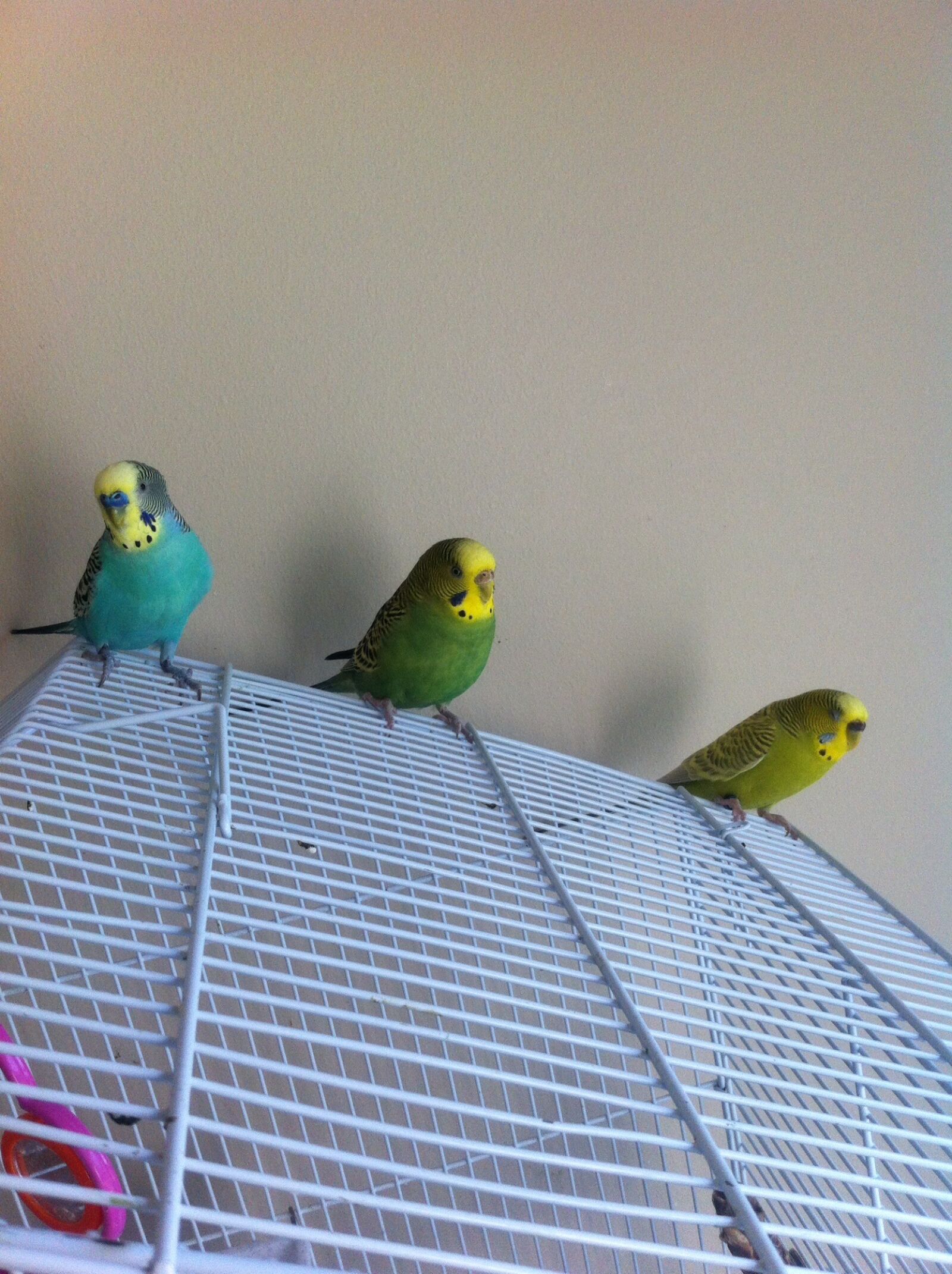iPhone 4 back camera 3.85mm f/2.8 sample photo. Parakeets, cute, male photography