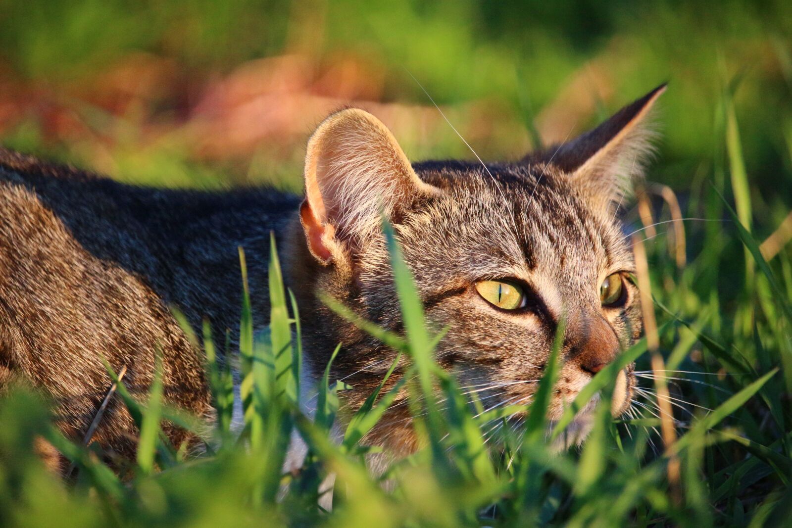 Canon EOS 100D (EOS Rebel SL1 / EOS Kiss X7) sample photo. Cat, kitten, mieze photography