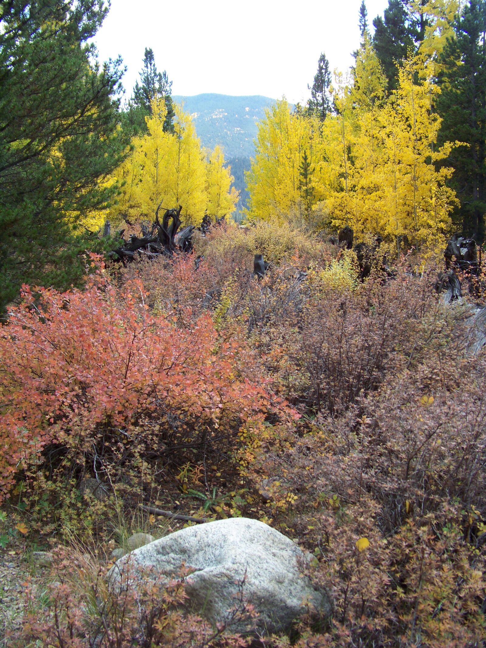 Kodak Z812 IS ZOOM DIGITAL CAMERA sample photo. Colorado, fall, autumn photography