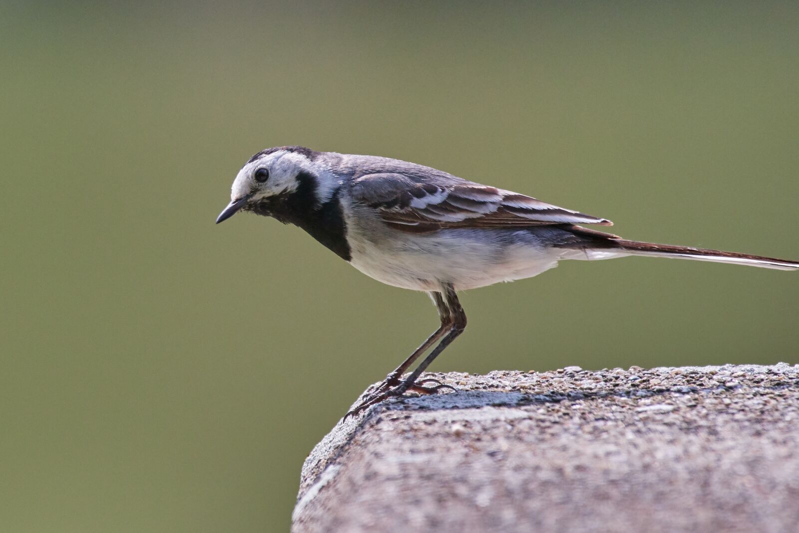 Nikon D500 sample photo. Bird, sparrow, sperling photography