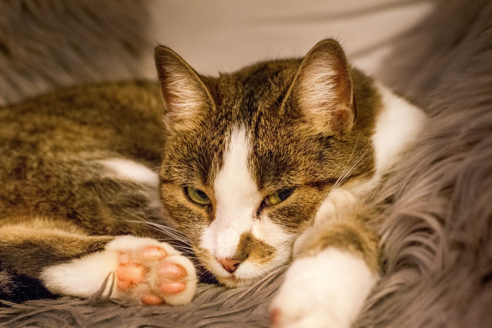 Canon EOS 7D + Canon EF 50mm F1.4 USM sample photo. Cat, cat's paw, cat's photography