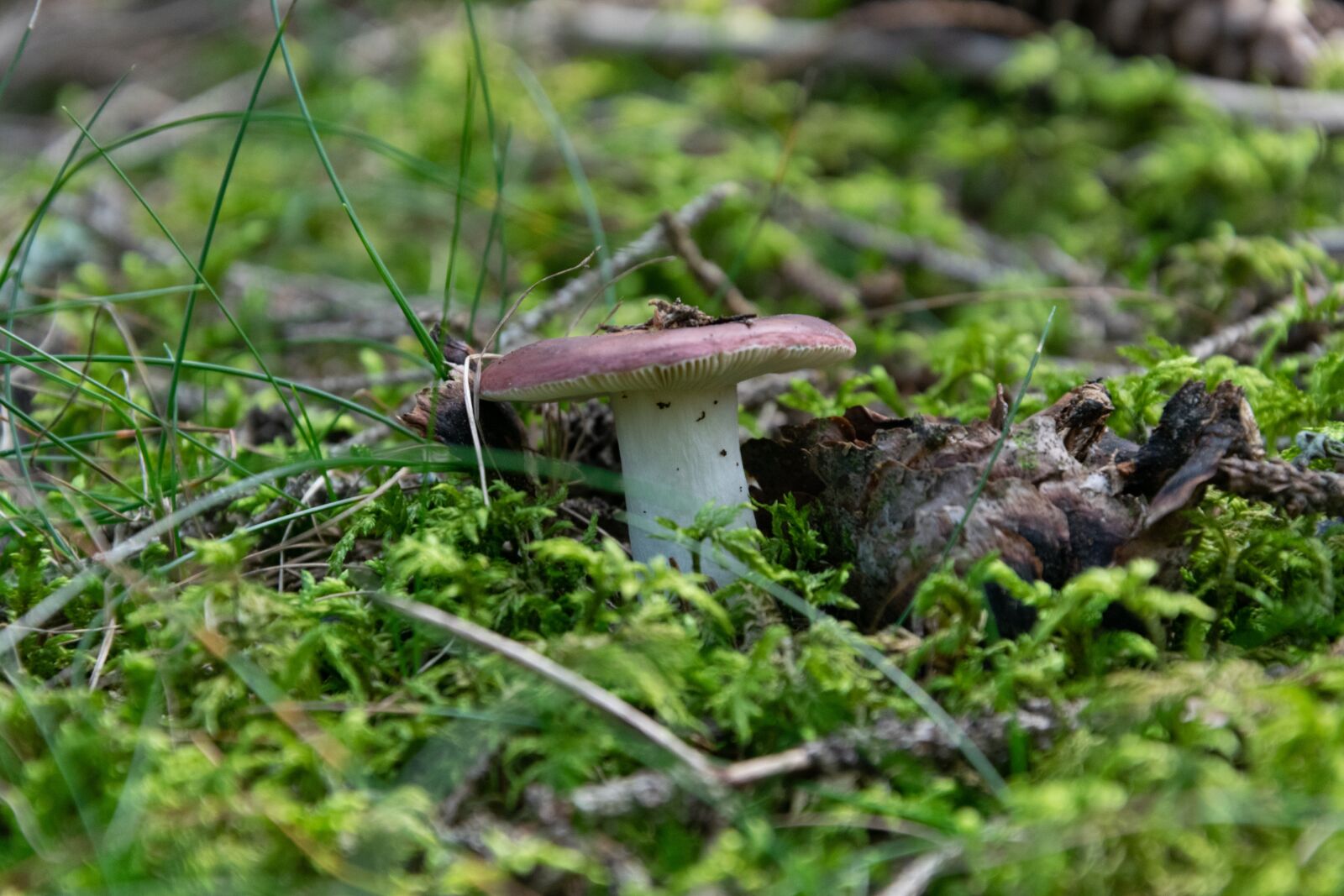 Nikon D3300 sample photo. Mushroom, forest, autumn photography