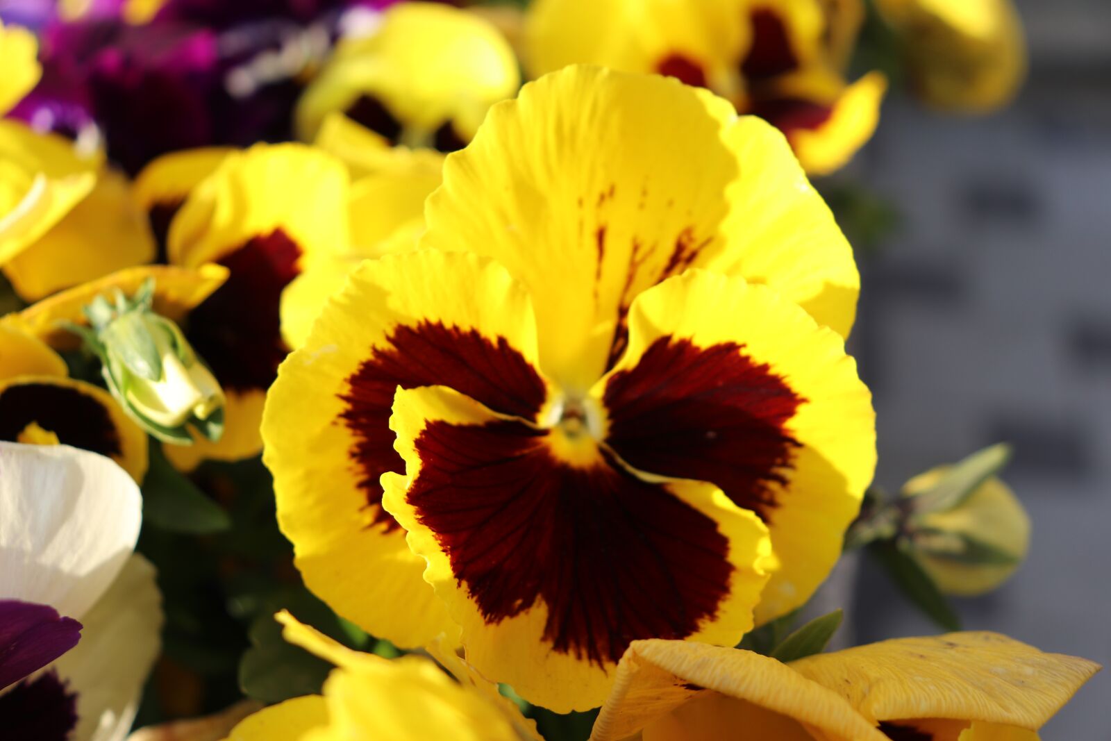 Canon EOS 800D (EOS Rebel T7i / EOS Kiss X9i) sample photo. Pansy, yellow, easter photography