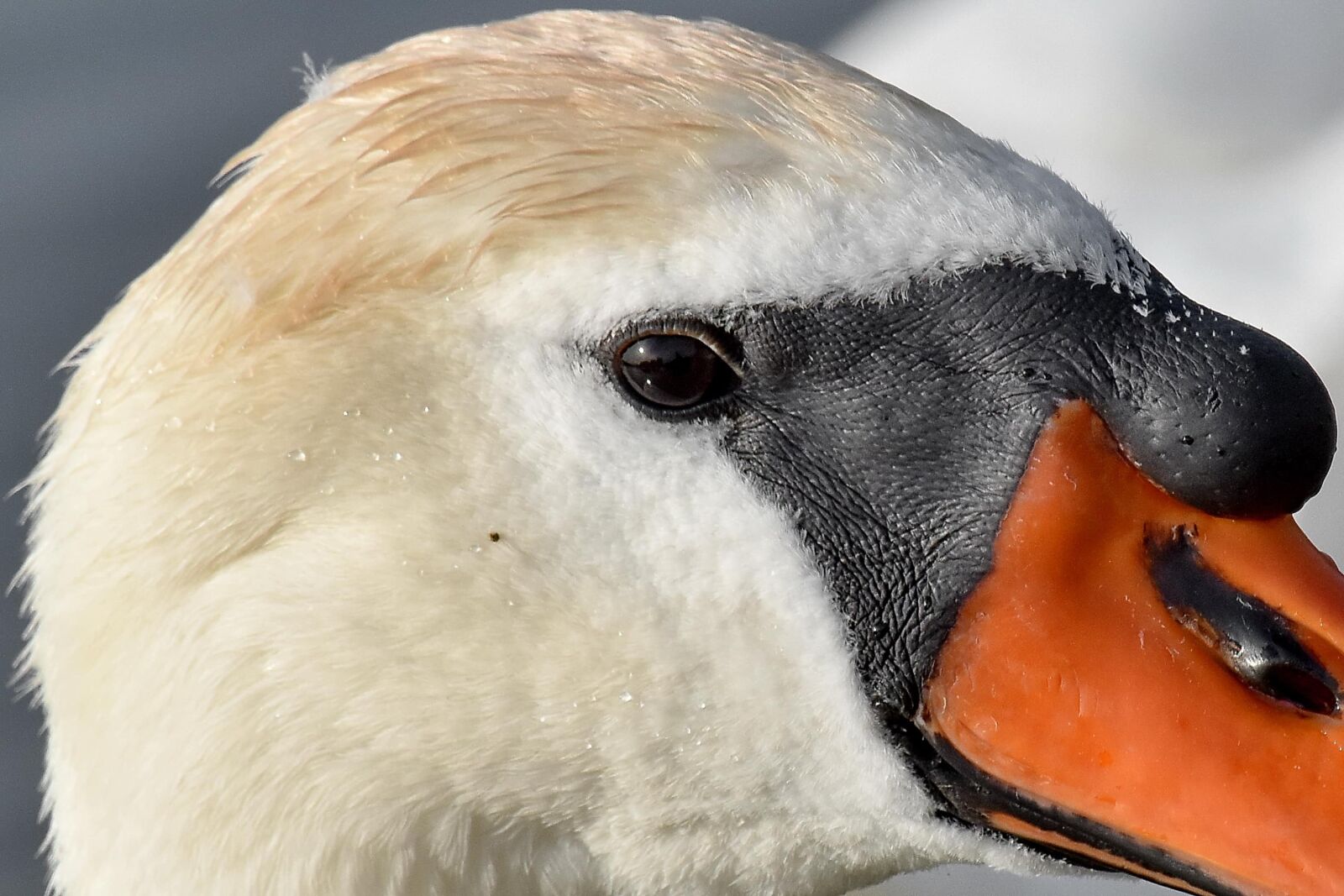 Nikon D5500 sample photo. Beak, eye, head, skin photography