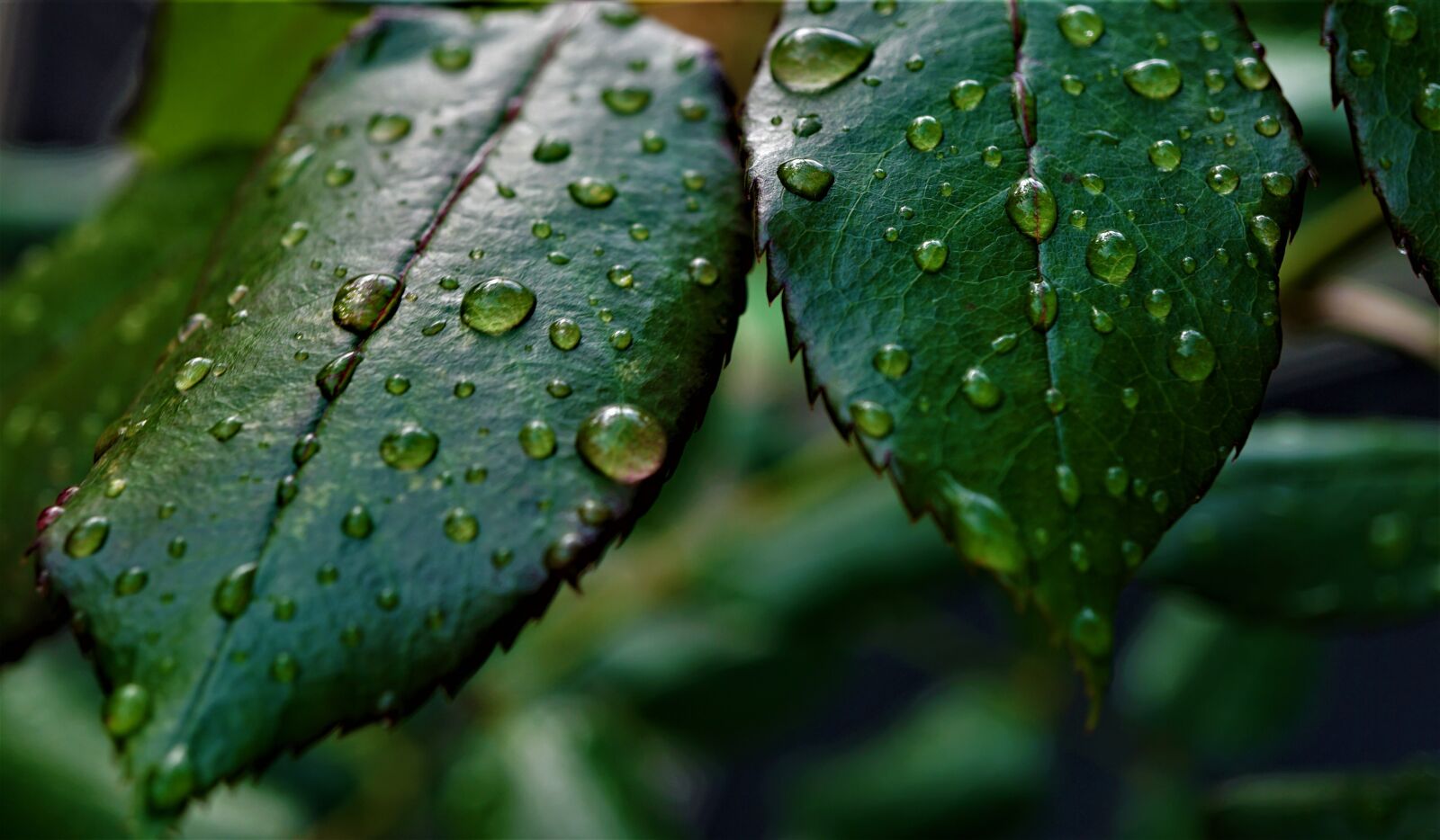 Sony E 30mm F3.5 Macro sample photo. Water, drip, rain photography