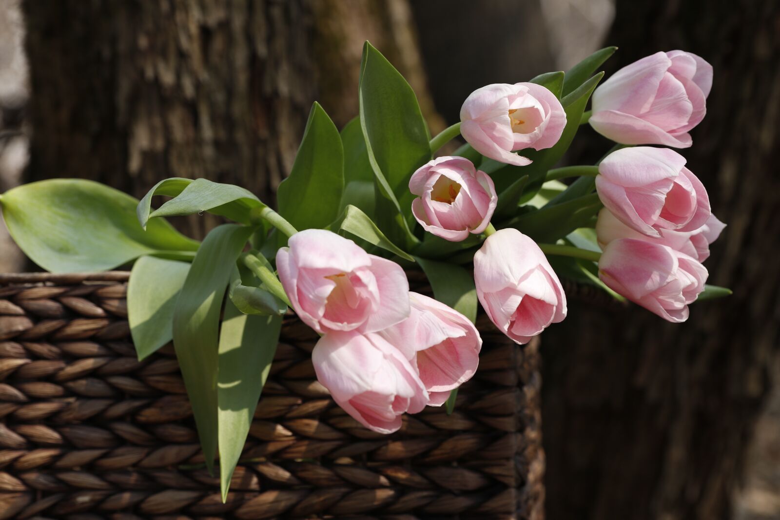 Canon EOS 80D sample photo. A bouquet of tulips photography
