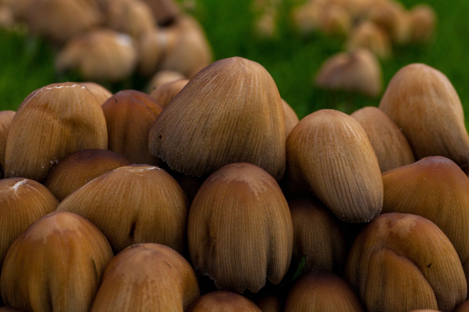 Canon EOS 5D Mark II sample photo. Mushrooms, autumn, fall photography